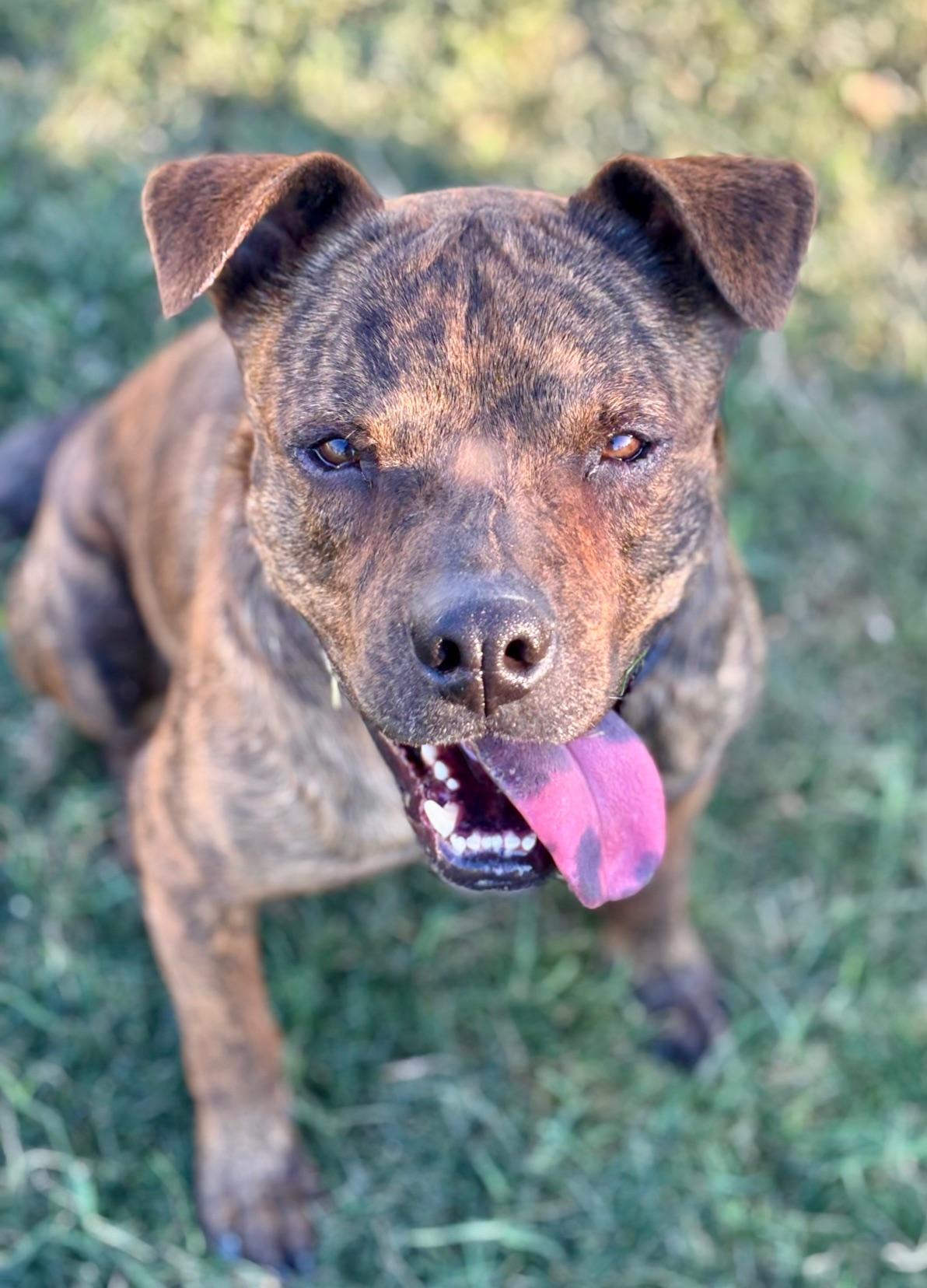 Enlarge Django, a Adoptable mixed breed in Coachella, CA image 2/6
