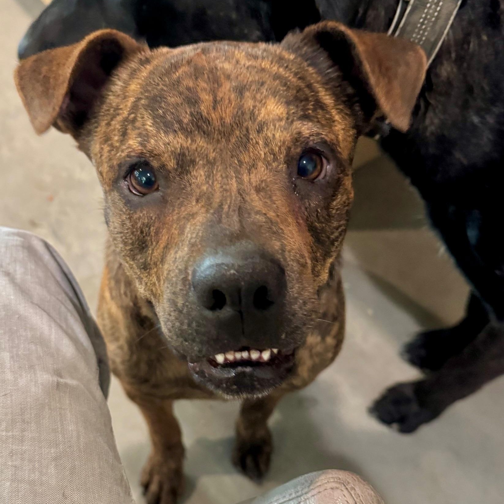 Enlarge Django, a Adoptable mixed breed in Coachella, CA image 3/6