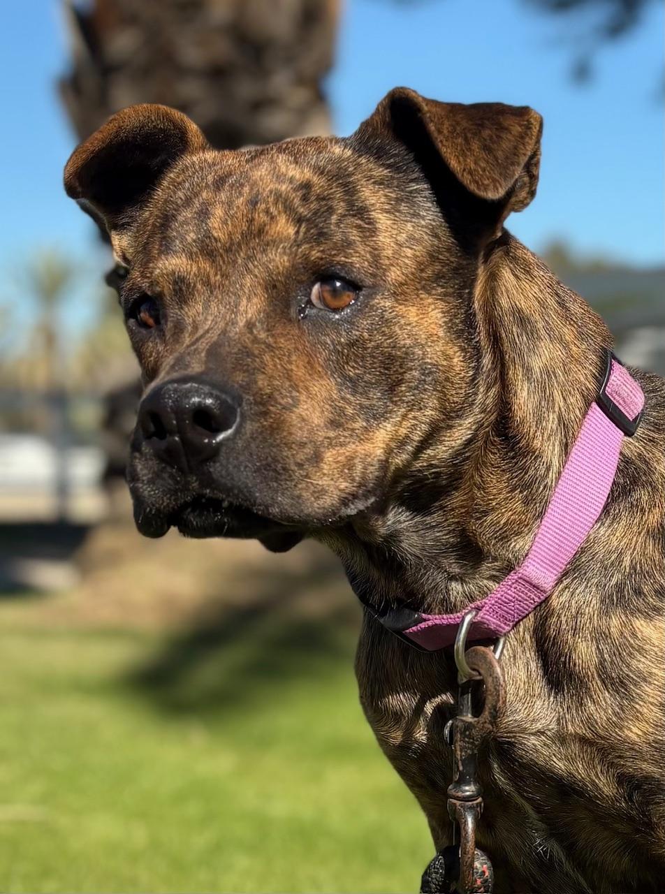 Enlarge Django, a Adoptable mixed breed in Coachella, CA image 1/6