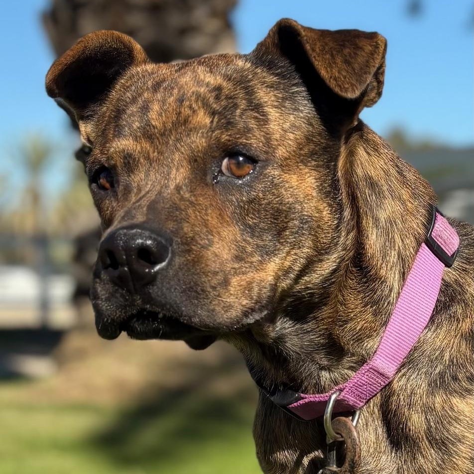 Enlarge Django, a Adoptable mixed breed in Coachella, CA image 1/6