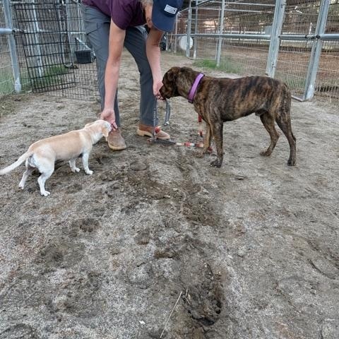 Enlarge Django, a Adoptable mixed breed in Coachella, CA image 4/5