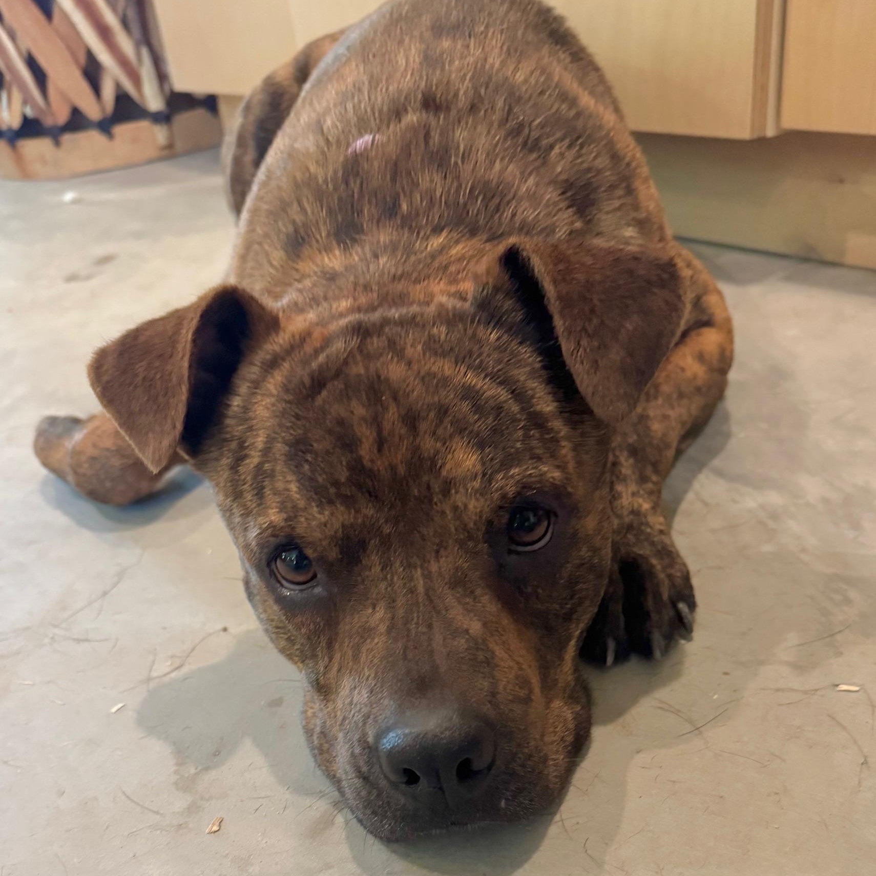 Enlarge Django, a Adoptable mixed breed in Coachella, CA image 5/6