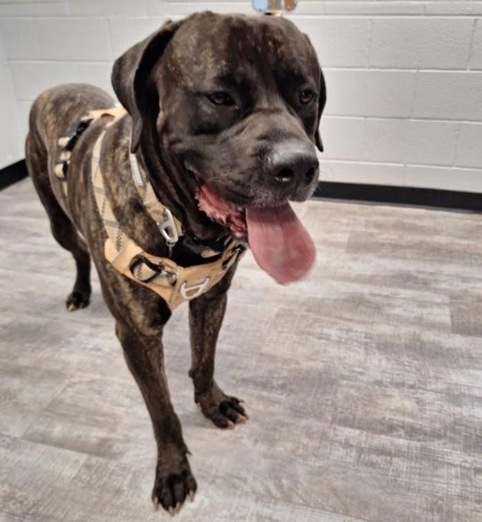 Clifford, an adoptable Bullmastiff in Amarillo, TX, 79105 | Photo Image 1