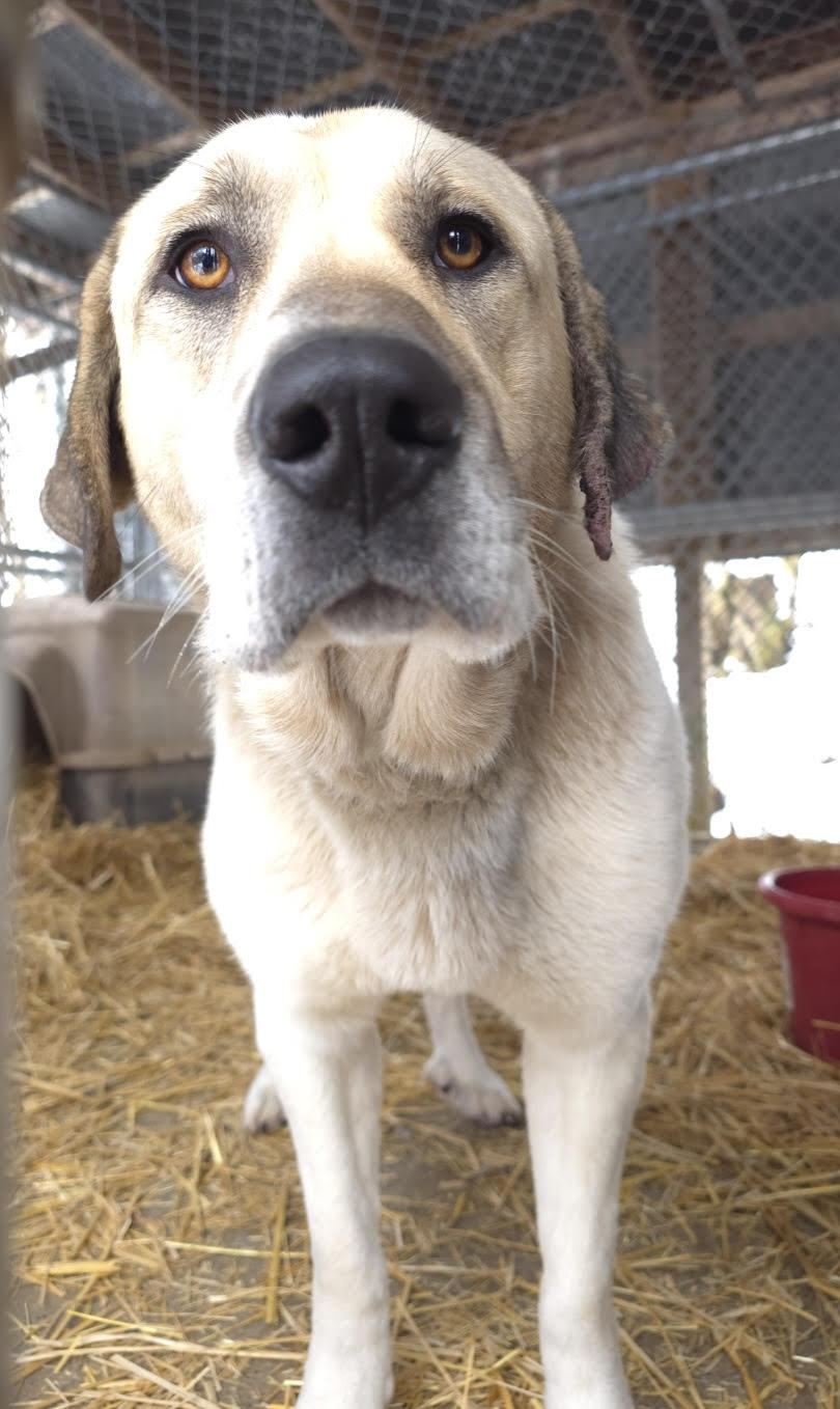 Bella, Adoptable, Adult Female Anatolian Shepherd.
