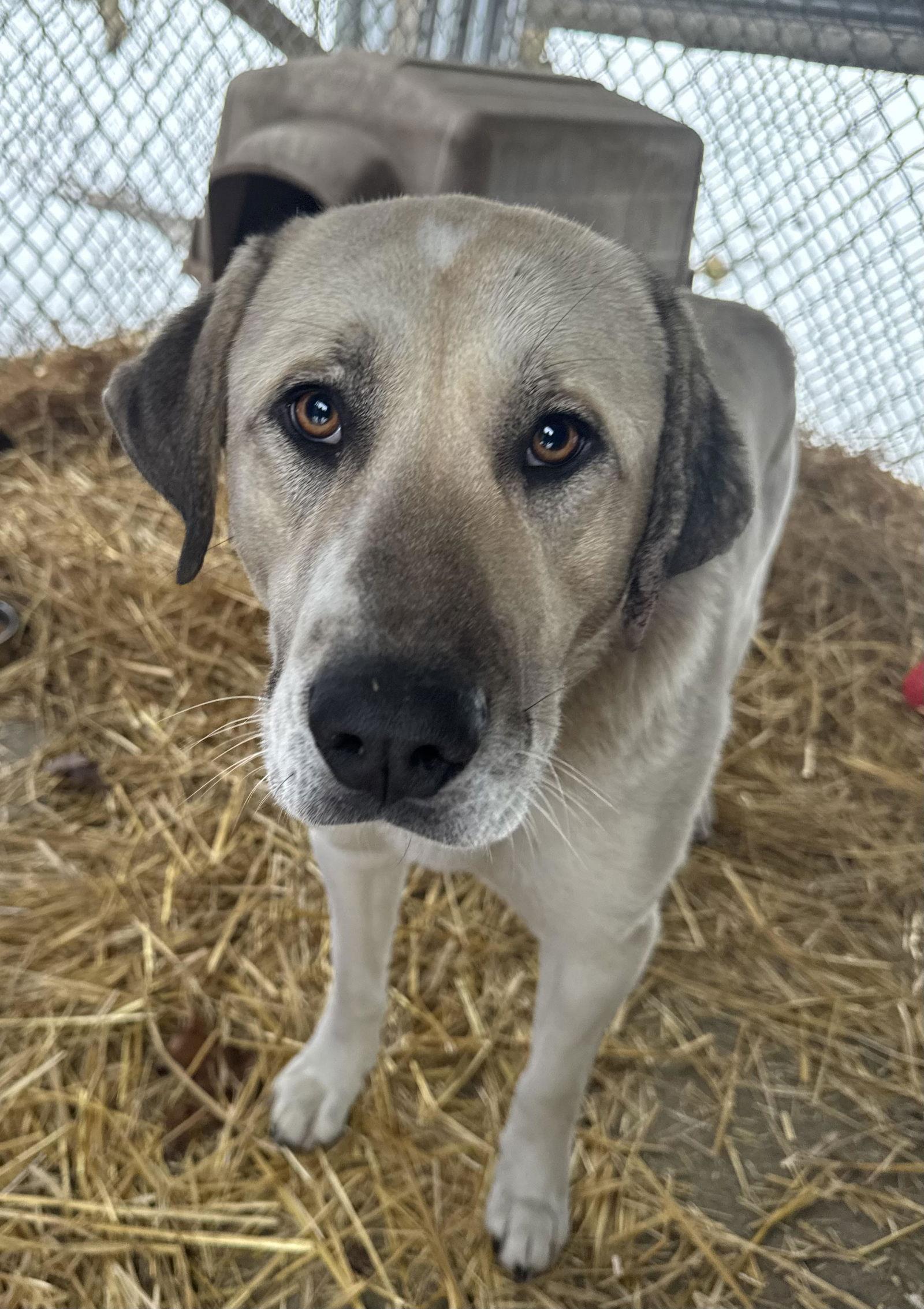Enlarge Bella, a Adoptable Anatolian Shepherd in New Martinsville, WV image 2/2