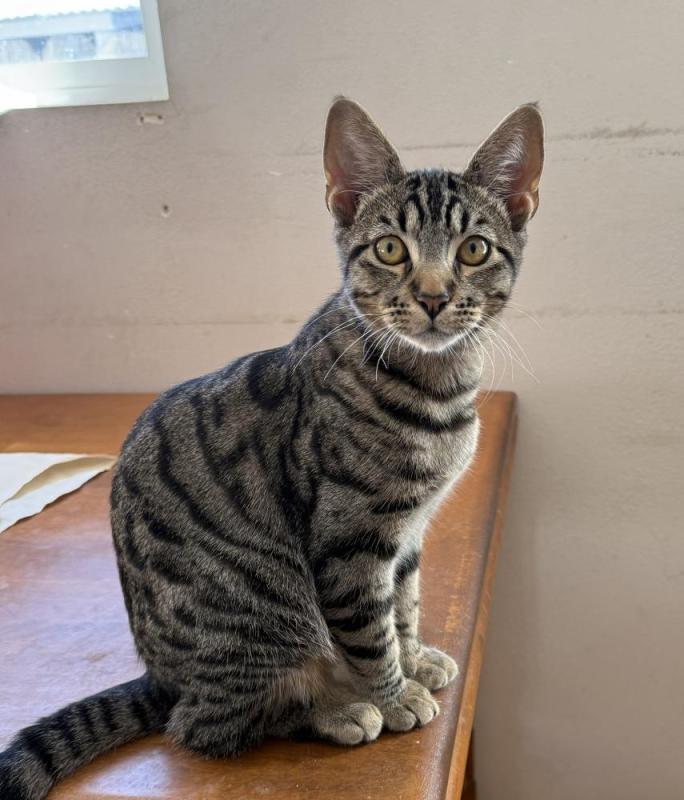 Enlarge Bear, a Adoptable Tabby in Sunnyvale, CA image 1/3