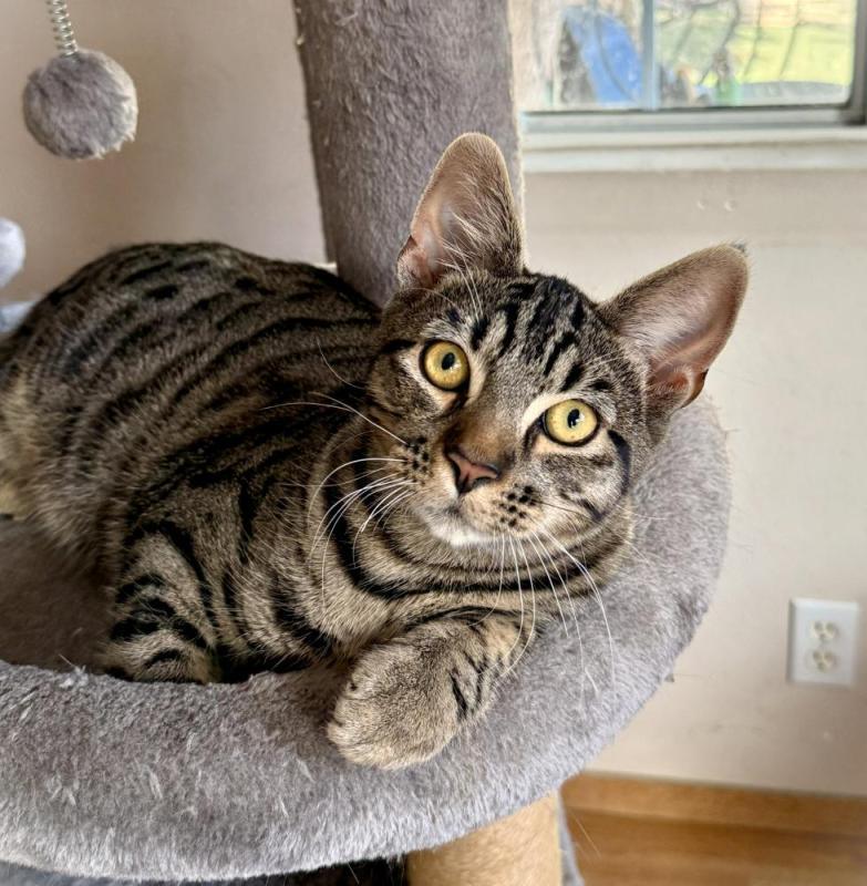 Enlarge Bear, a Adoptable Tabby in Sunnyvale, CA image 2/3