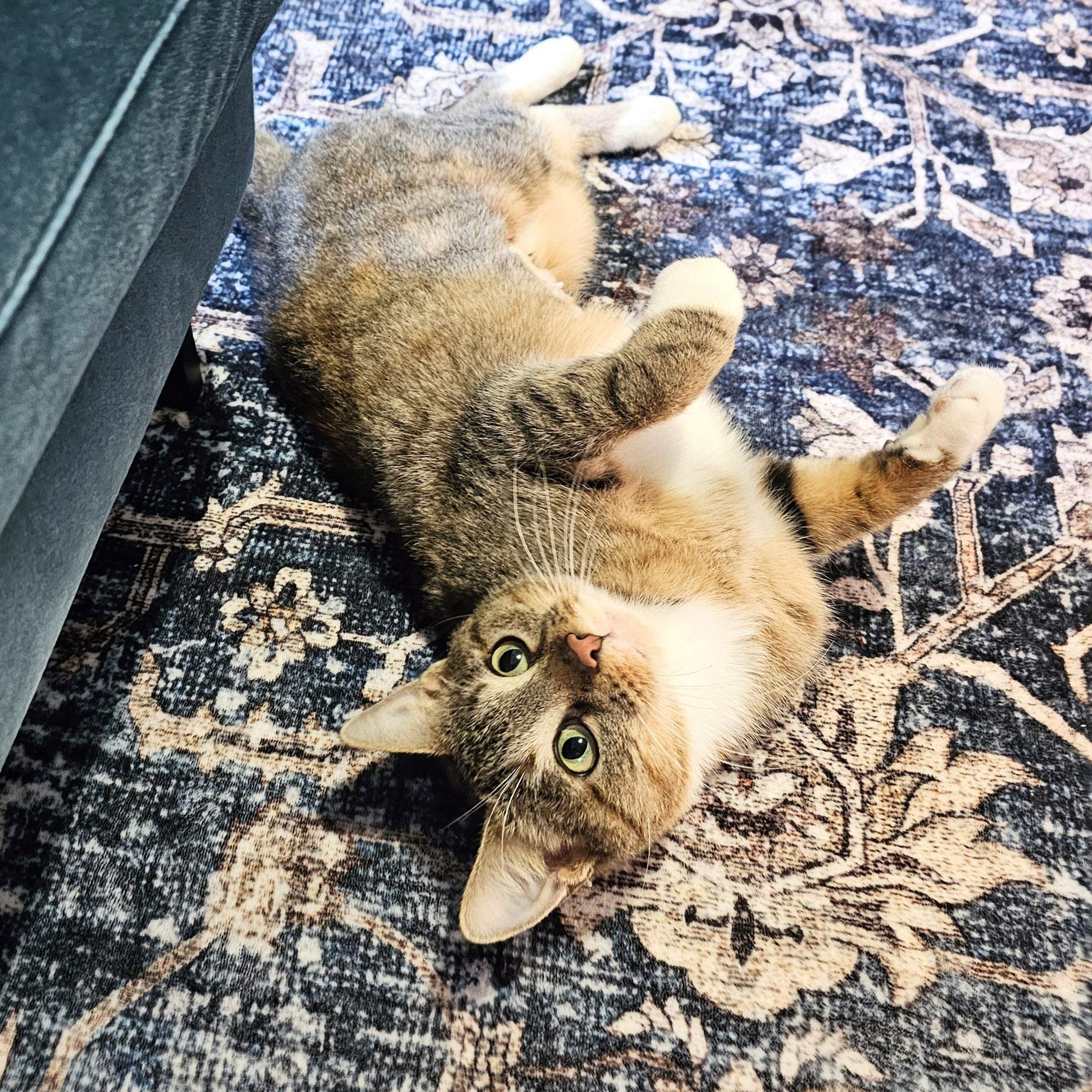 Cinnamon Bun thumbnail 2