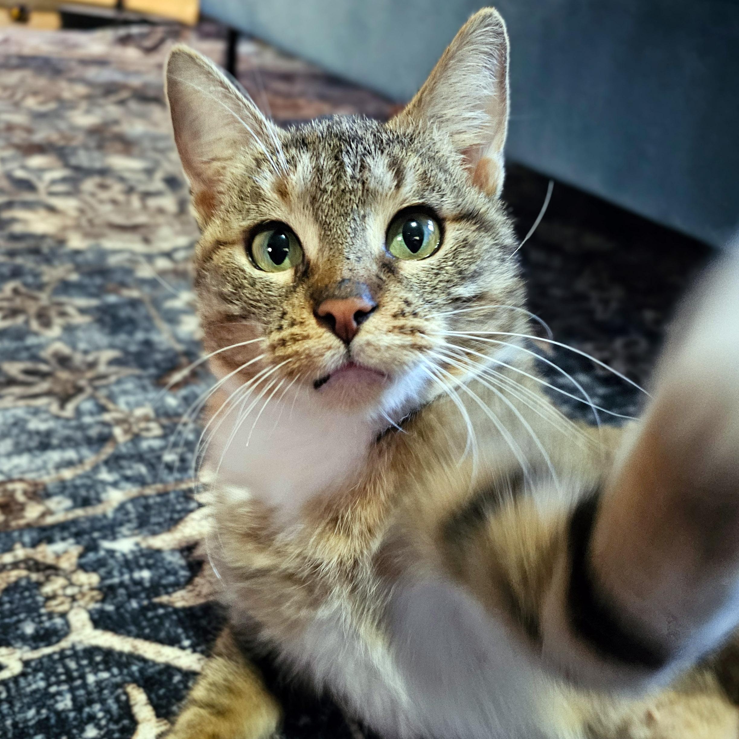 Cinnamon Bun thumbnail 3