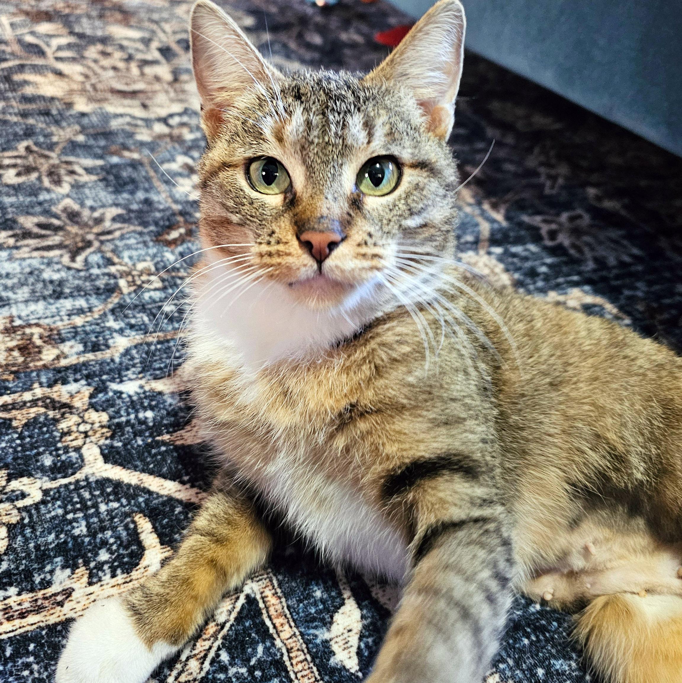 Cinnamon Bun thumbnail 4