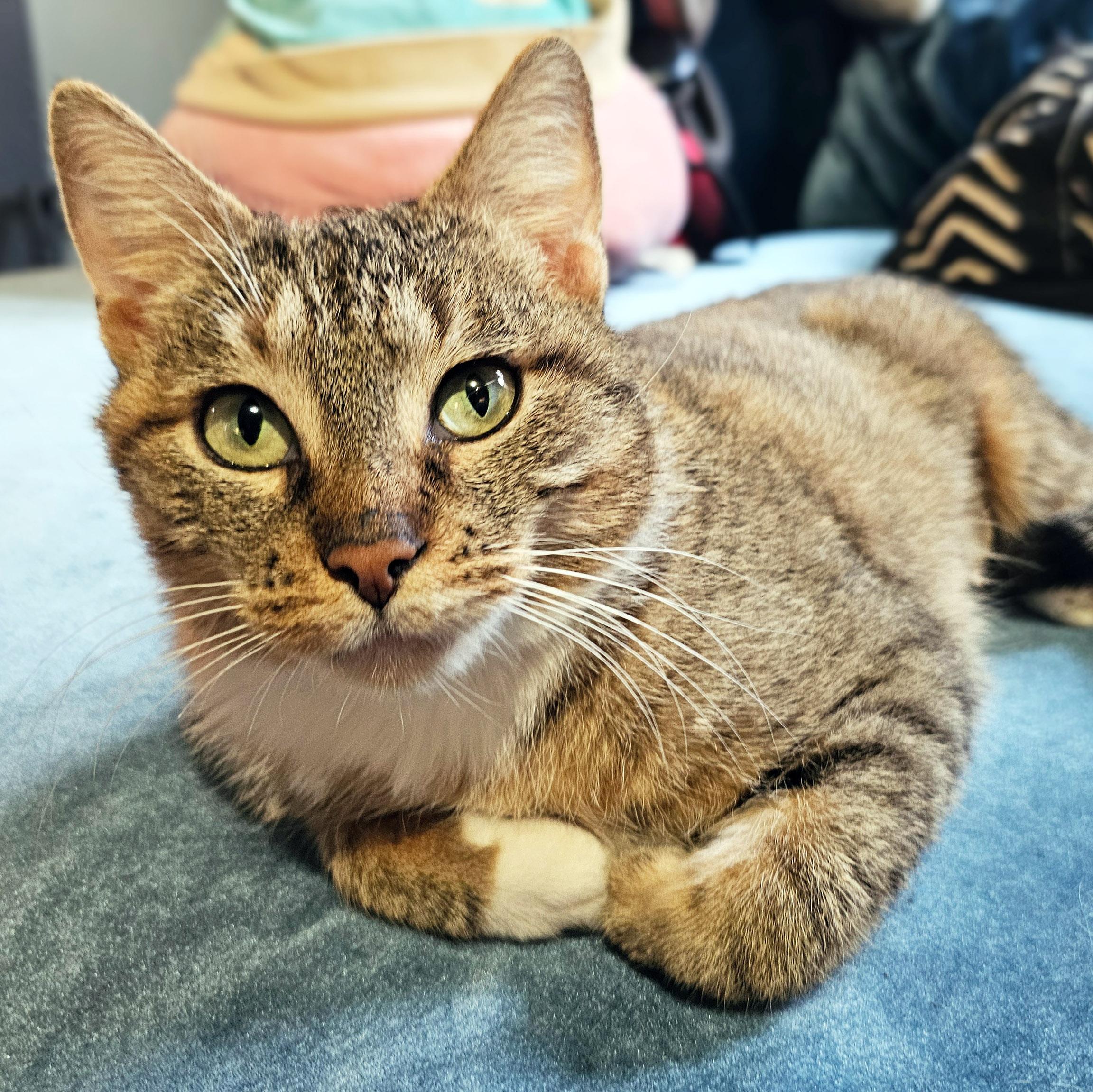 Cinnamon Bun thumbnail 5