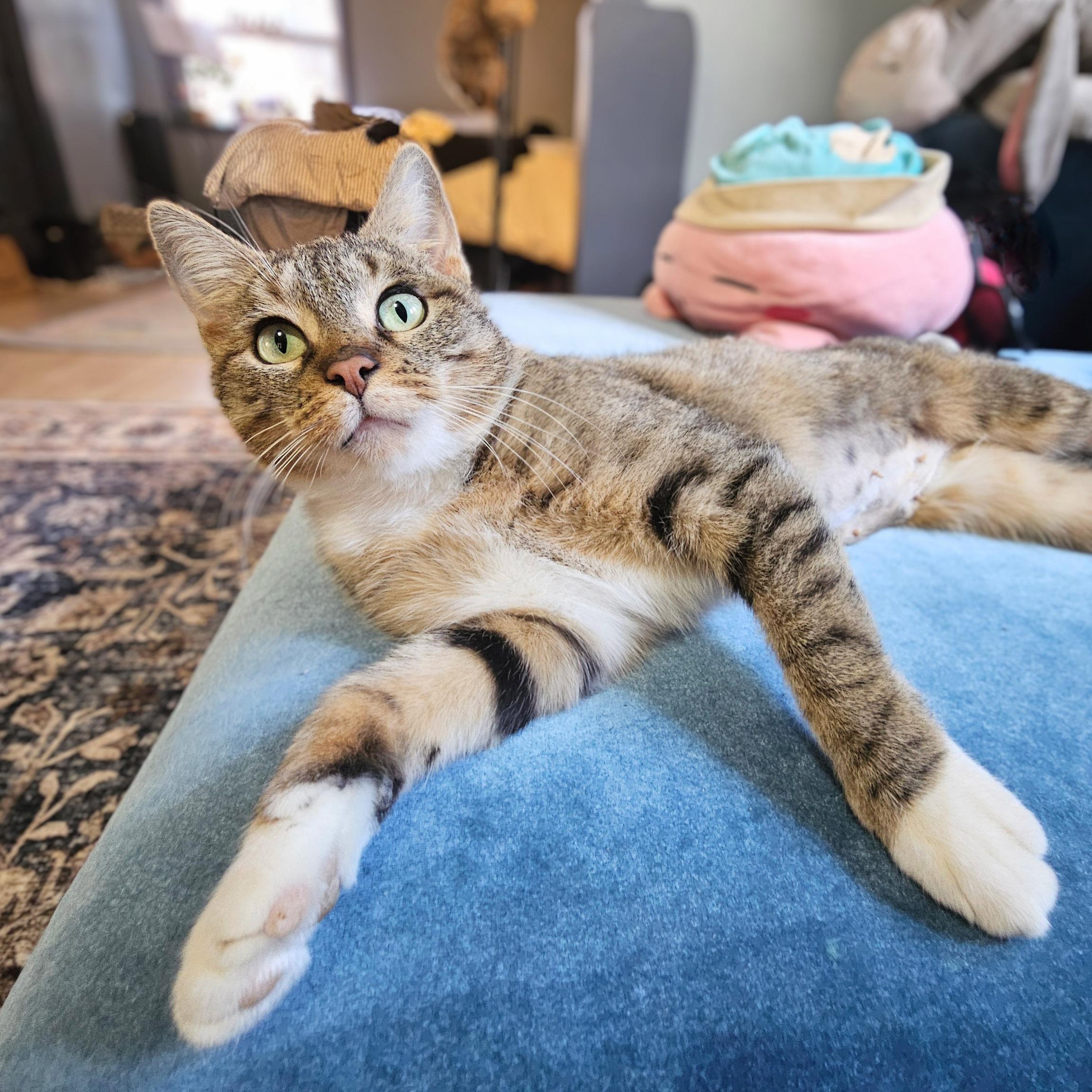 Cinnamon Bun thumbnail 6