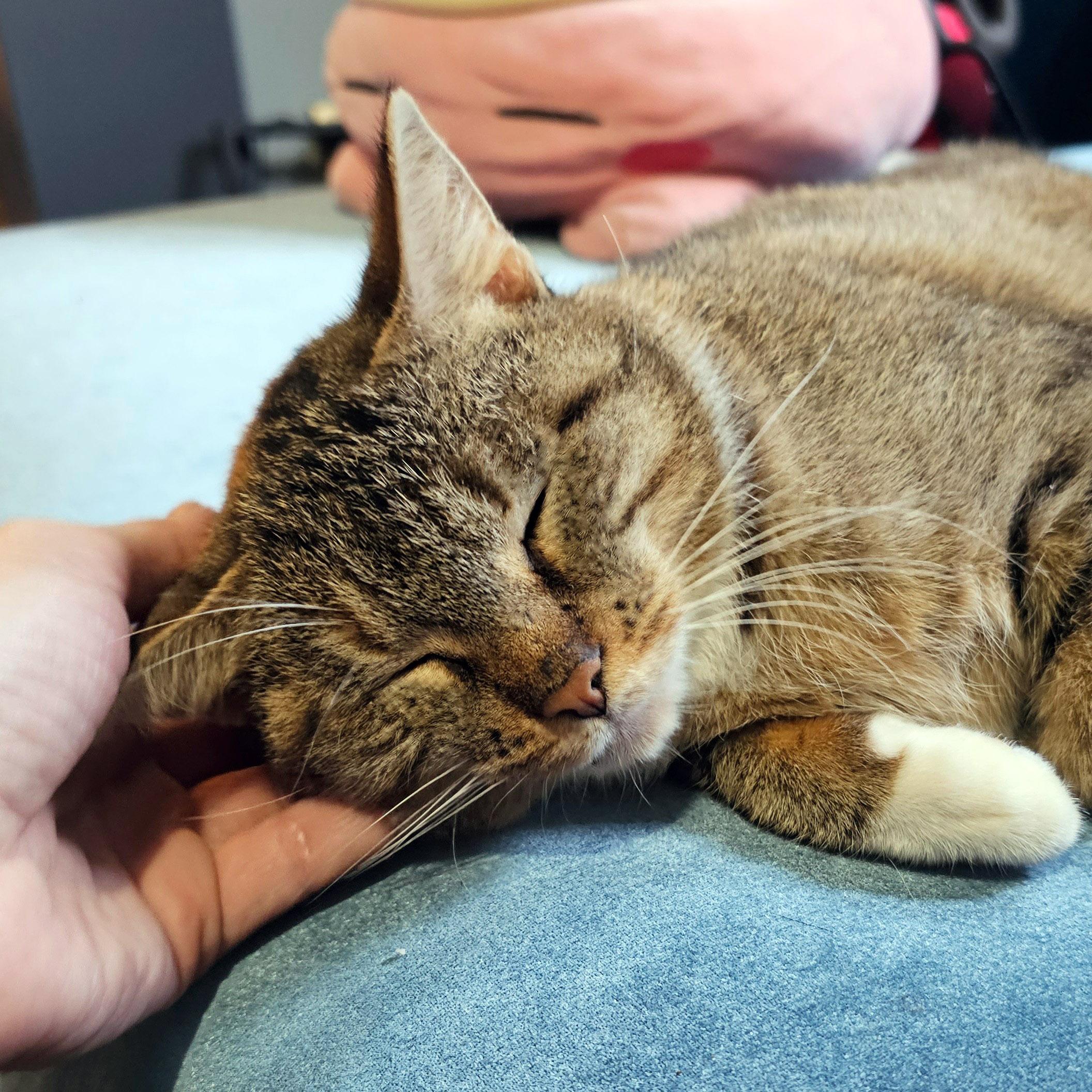 Cinnamon Bun thumbnail 7