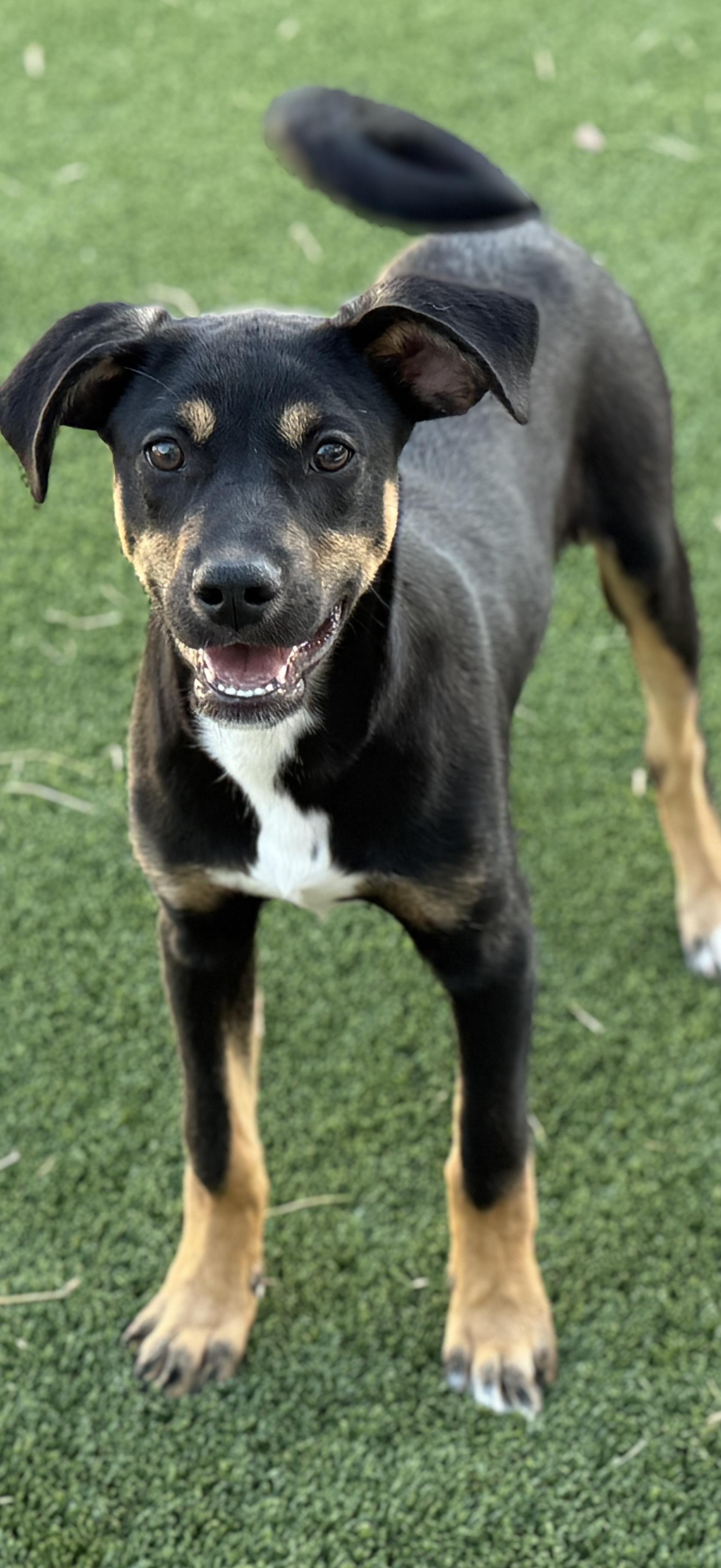 Enlarge Oakley, a Adoptable mixed breed in Austin, TX image 5/6