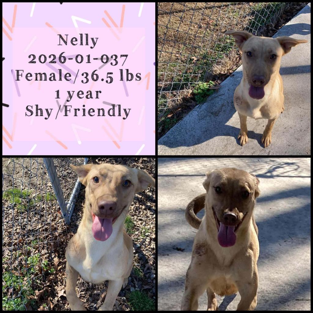 Enlarge 2026-01-037 *Nelly*, a Adoptable Labrador Retriever in Winder, GA image 1/1