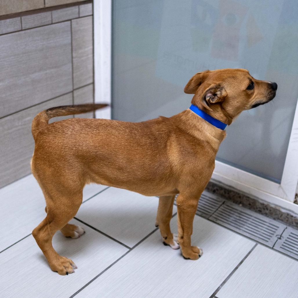 Enlarge Yakitori, a Adoptable mixed breed in Albuquerque, NM image 1/4