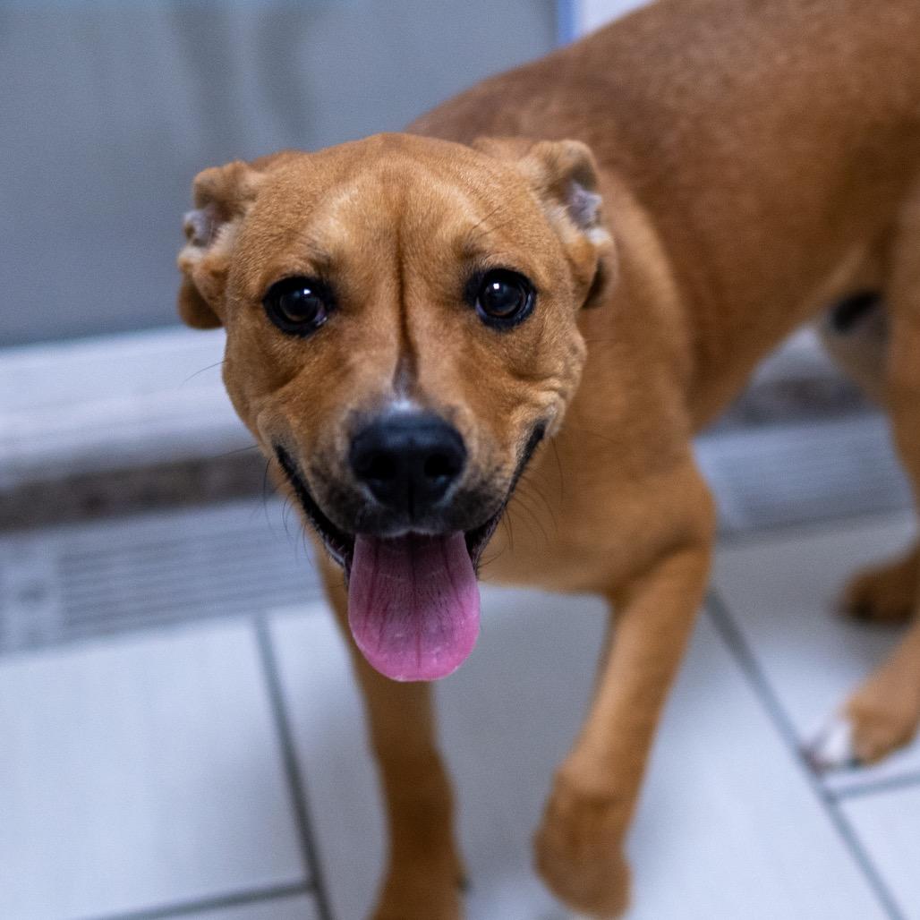 Enlarge Yakitori, a Adoptable mixed breed in Albuquerque, NM image 2/4