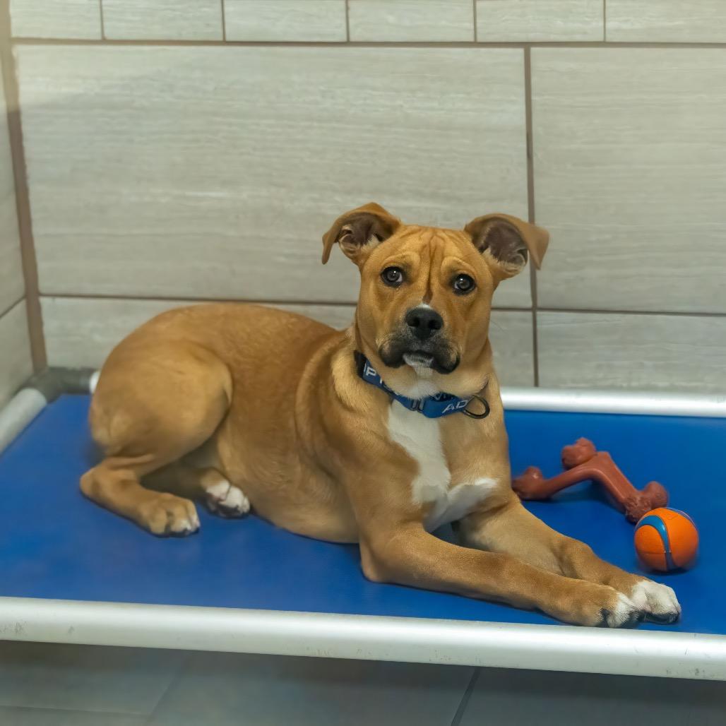 Enlarge Yakitori, a Adoptable mixed breed in Albuquerque, NM image 3/4