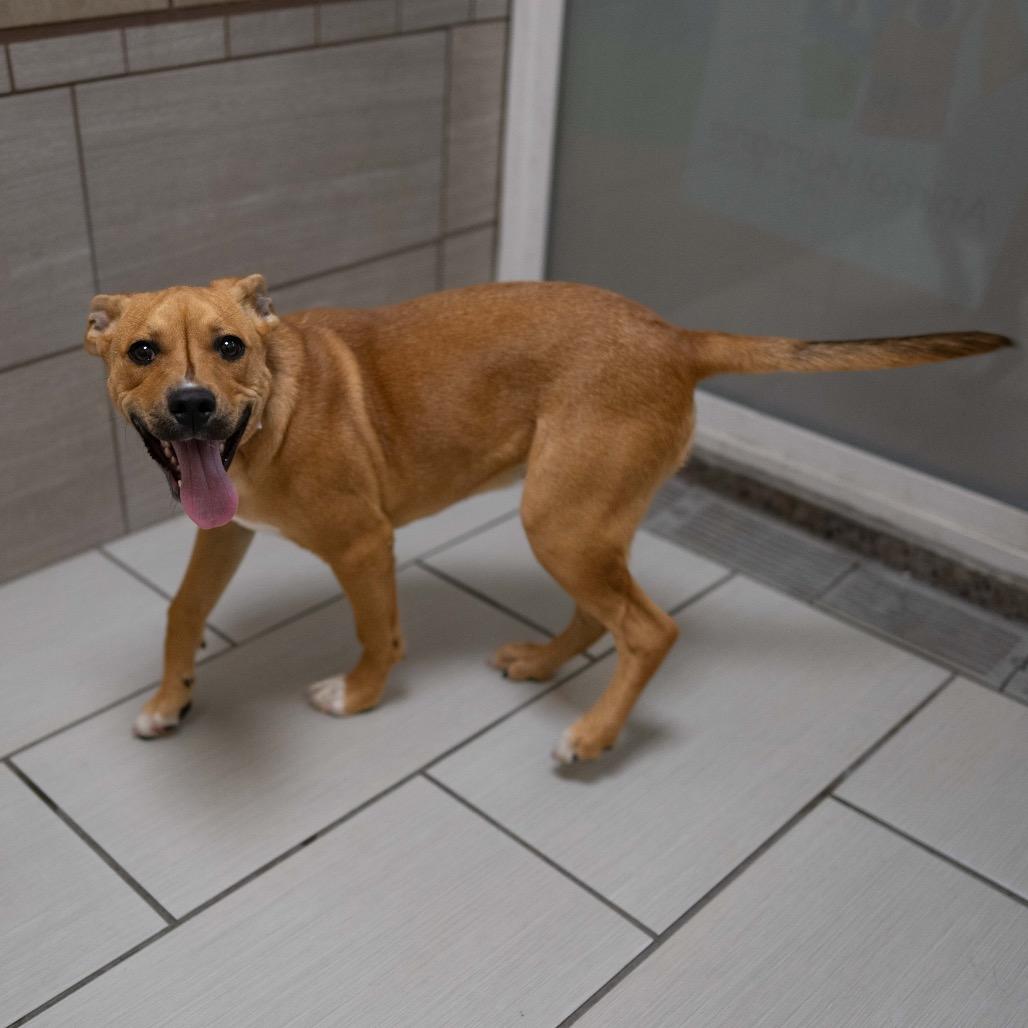 Enlarge Yakitori, a Adoptable mixed breed in Albuquerque, NM image 4/4