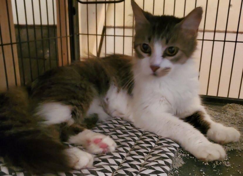 Sangria, Adoptable, Adult Female Domestic Long Hair.