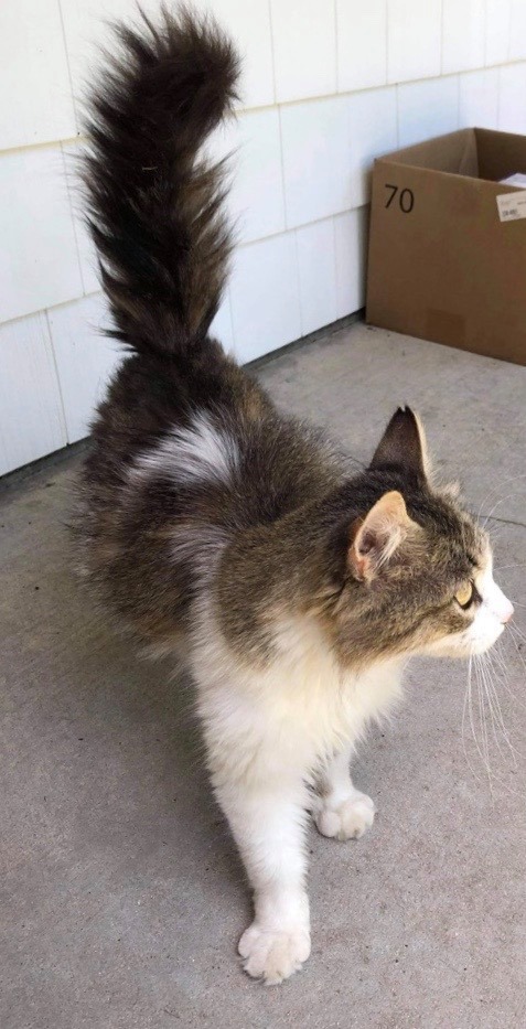 Sangria, a Adoptable Domestic Long Hair in Midland, MI image 2/10
