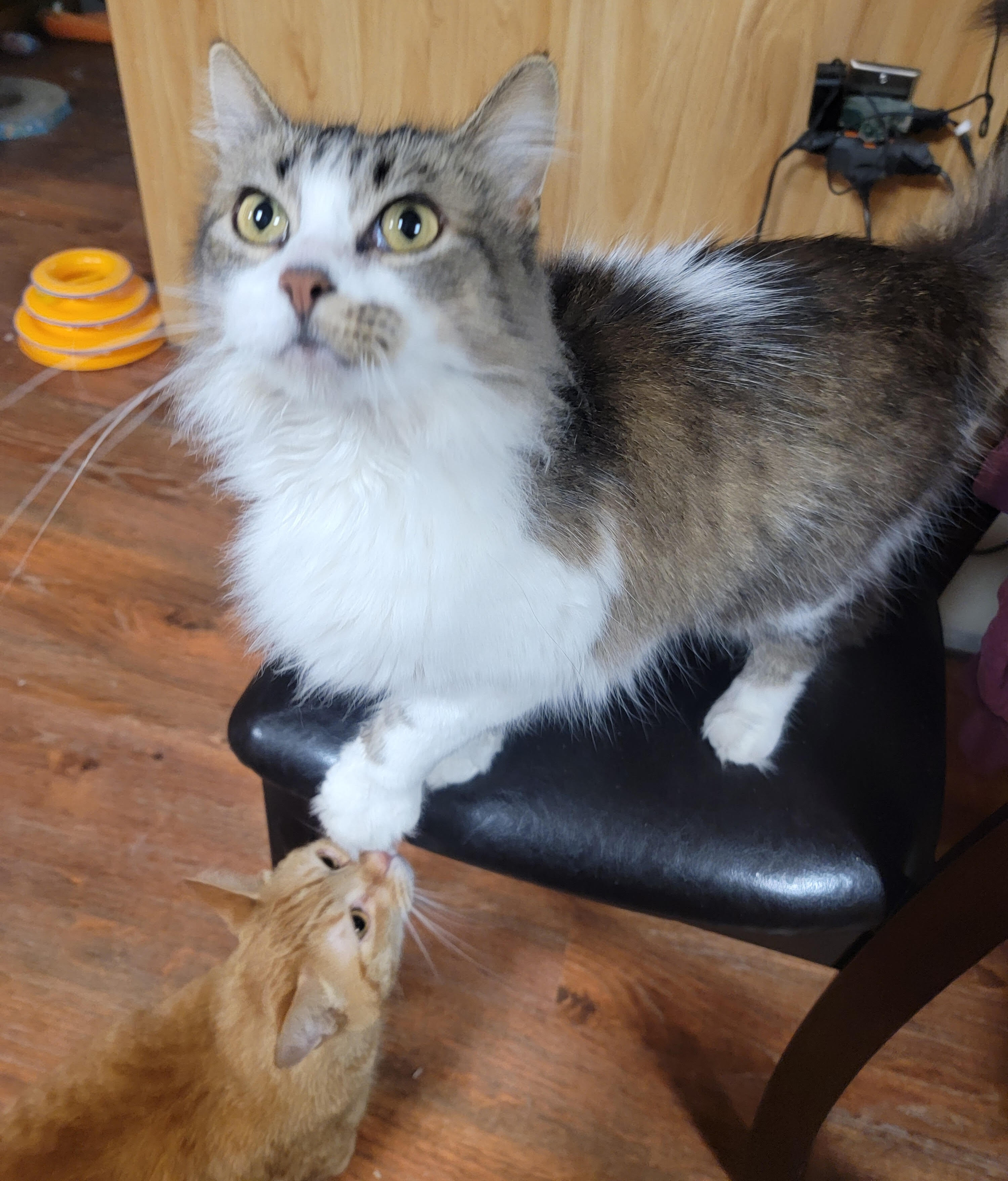 Sangria, a Adoptable Domestic Long Hair in Midland, MI image 3/10