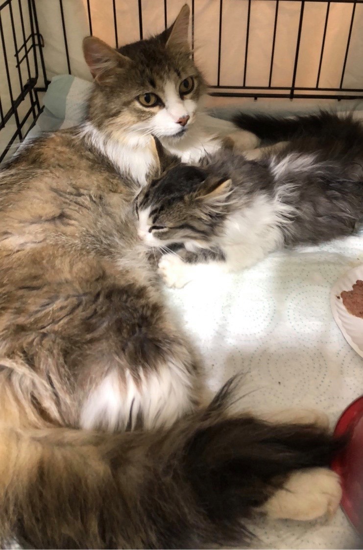 Sangria, a Adoptable Domestic Long Hair in Midland, MI image 4/10