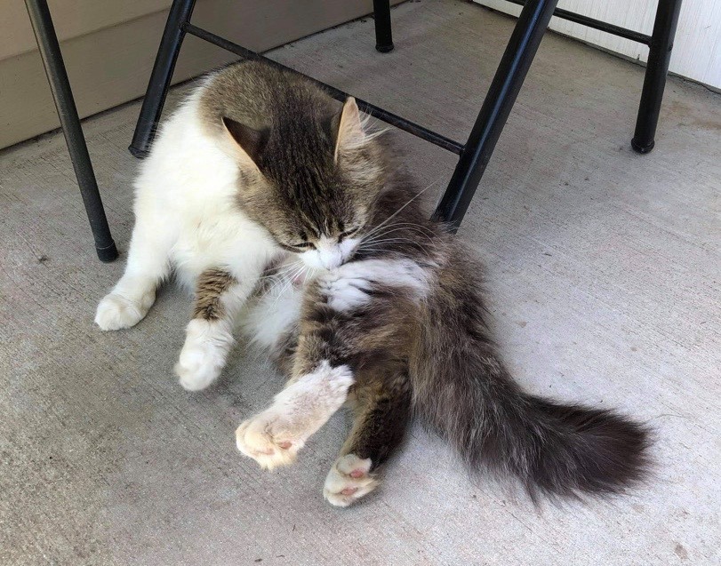 Sangria, a Adoptable Domestic Long Hair in Midland, MI image 5/10