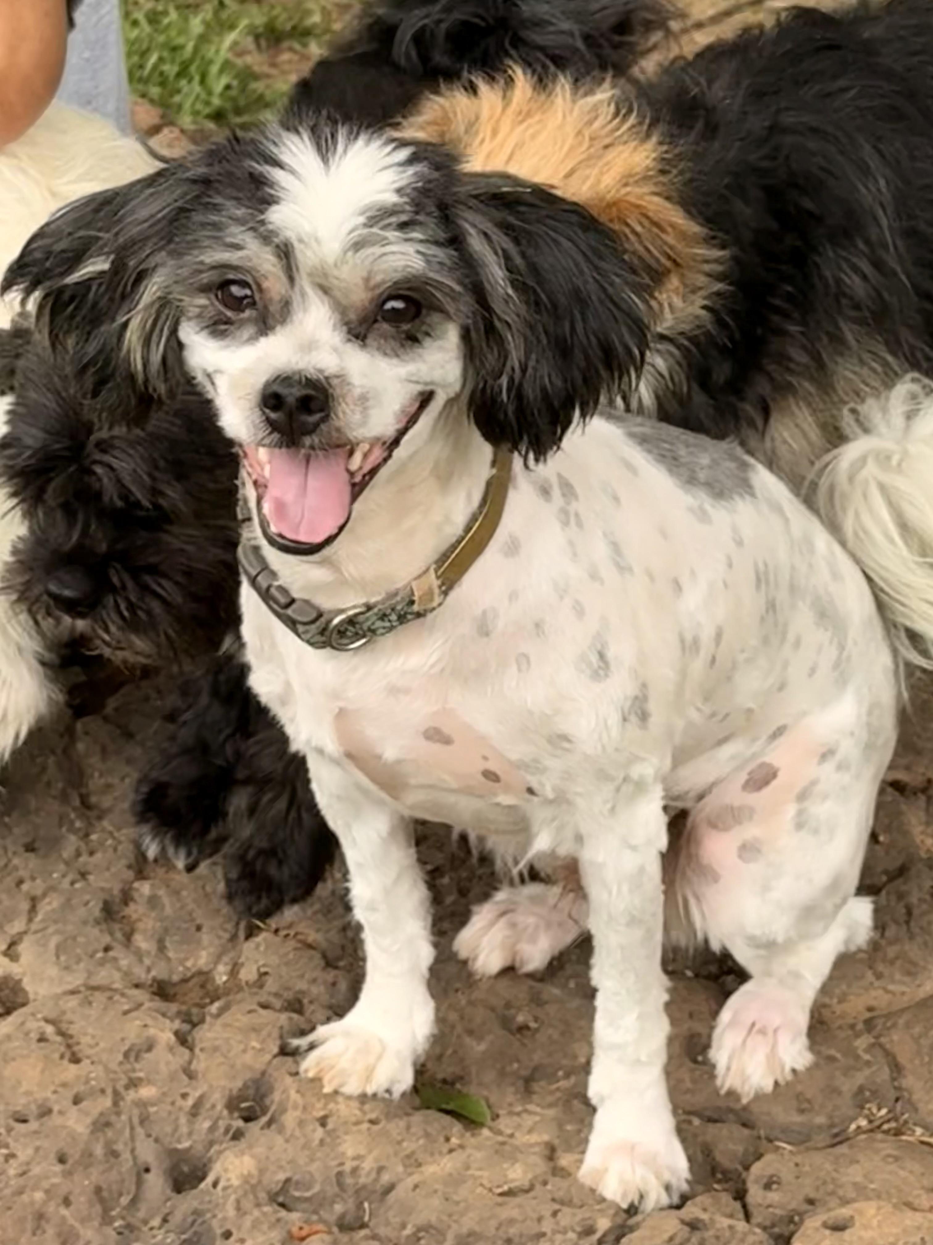 Enlarge Jaffee, a ADOPTABLE mixed breed in Texarkana, TX image 4/6