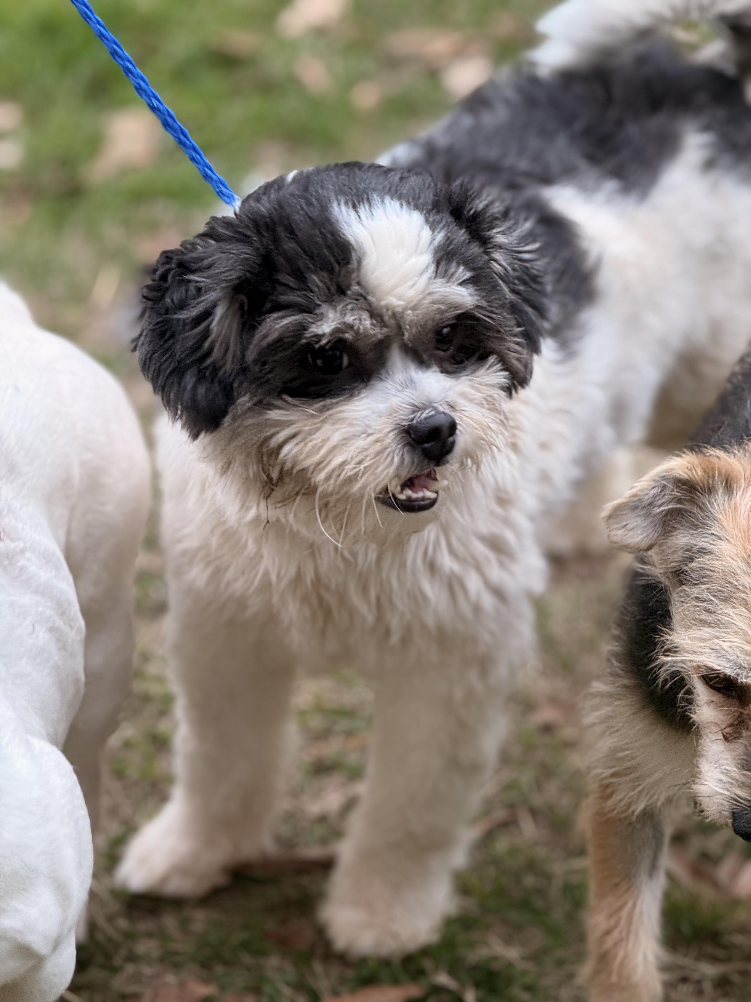 Jaffee, a ADOPTABLE mixed breed in Texarkana, TX image 2/6