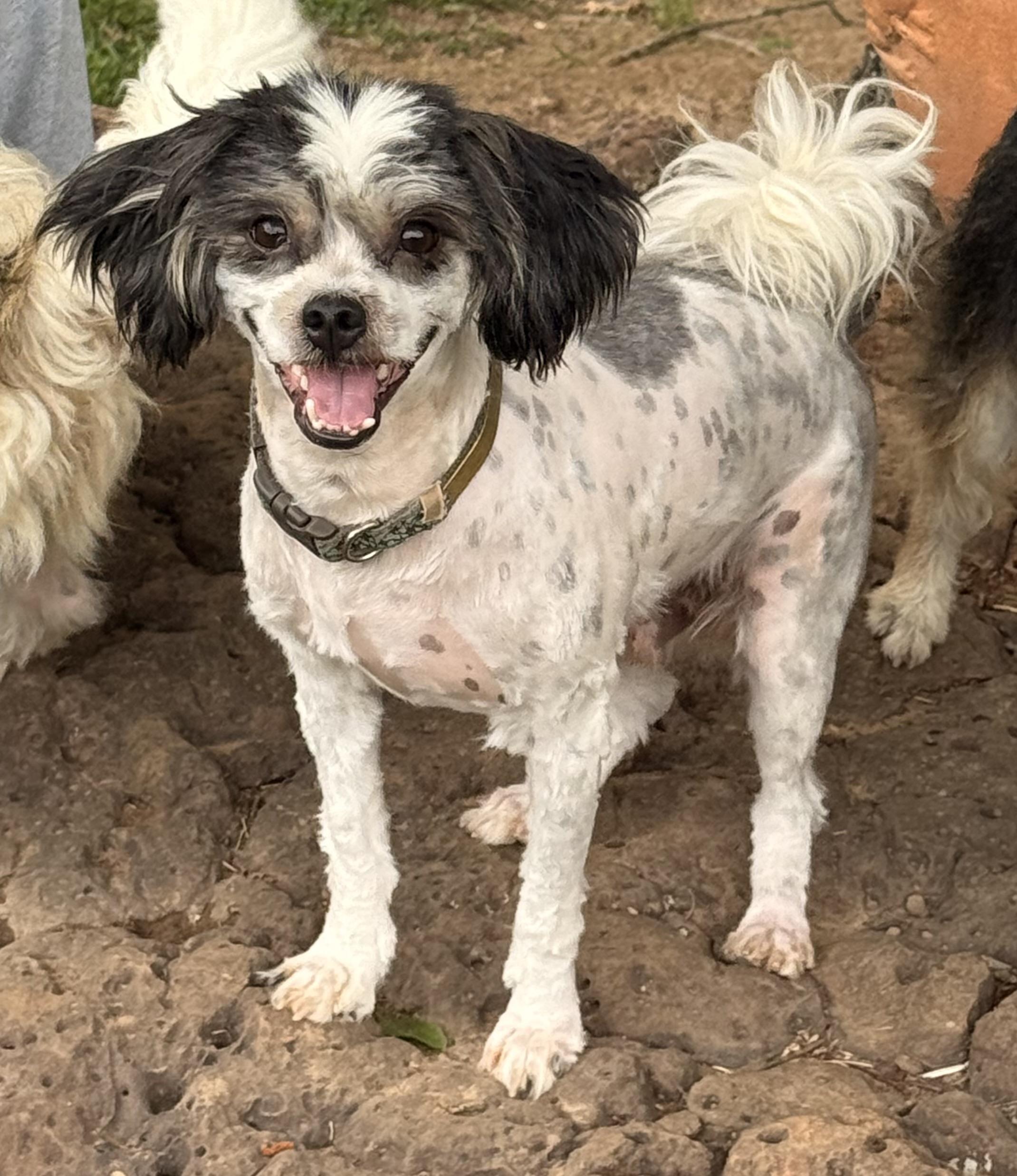 Enlarge Jaffee, a ADOPTABLE mixed breed in Texarkana, TX image 5/6