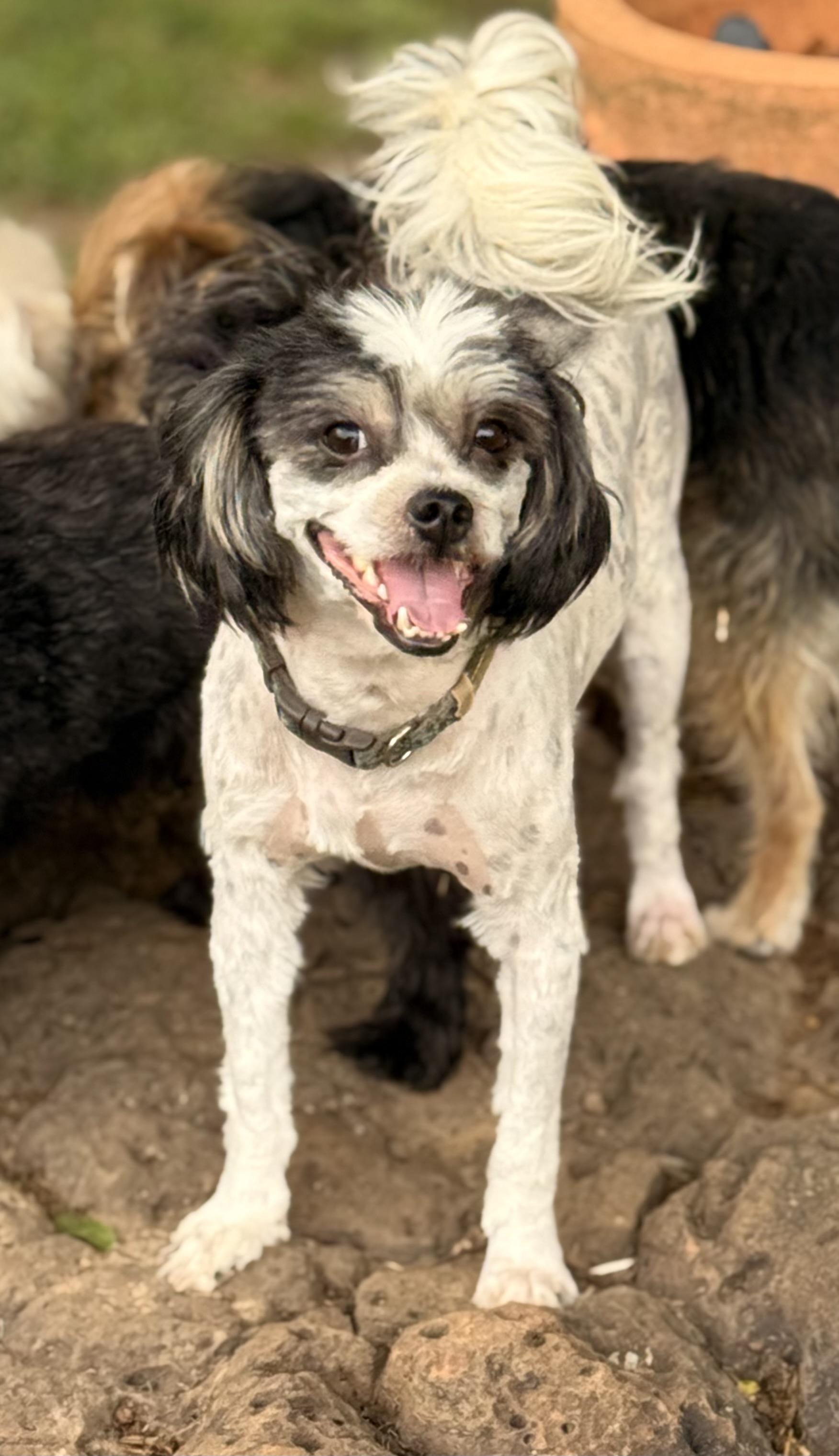 Enlarge Jaffee, a ADOPTABLE mixed breed in Texarkana, TX image 6/6
