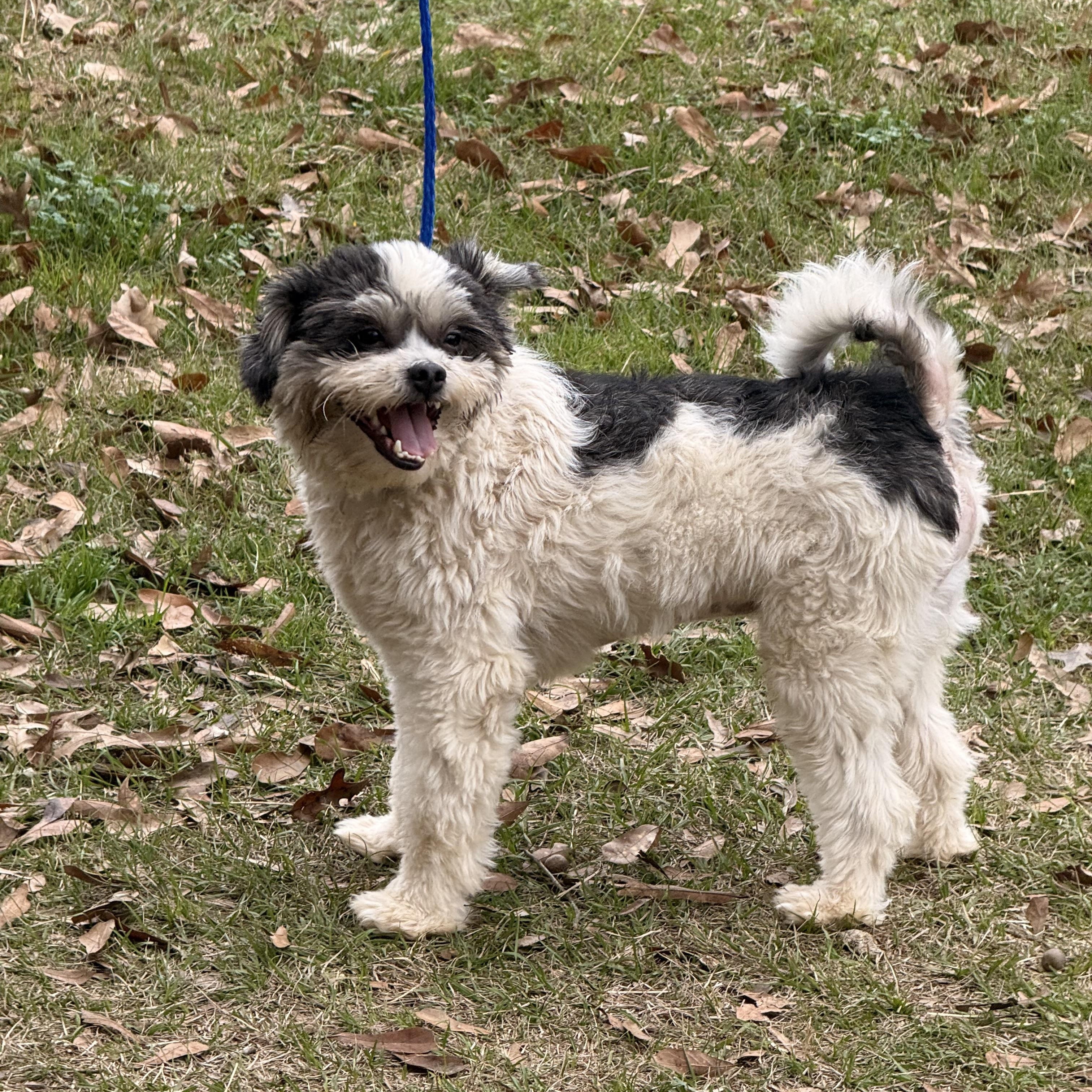 Jaffee, a ADOPTABLE mixed breed in Texarkana, TX image 5/6