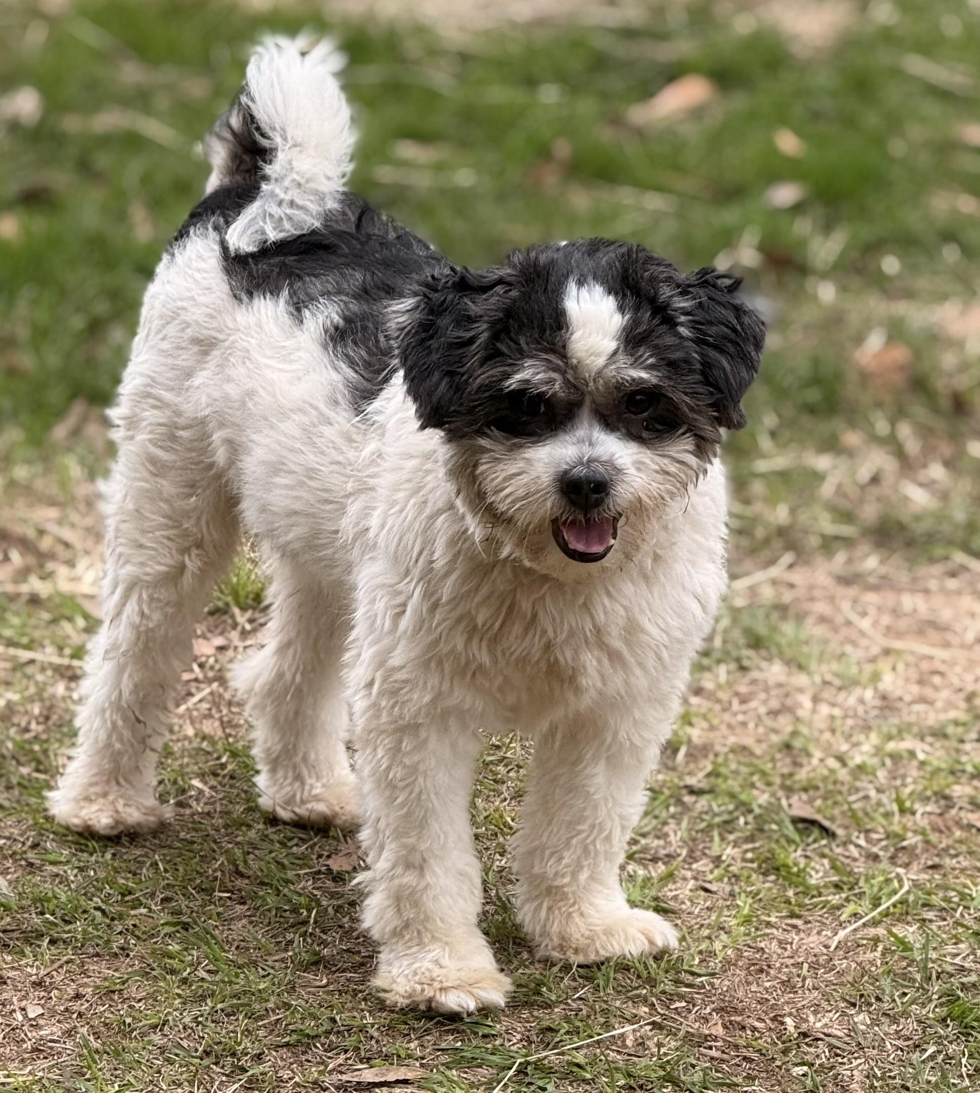 Jaffee, ADOPTABLE, Adult Male Shih poo.