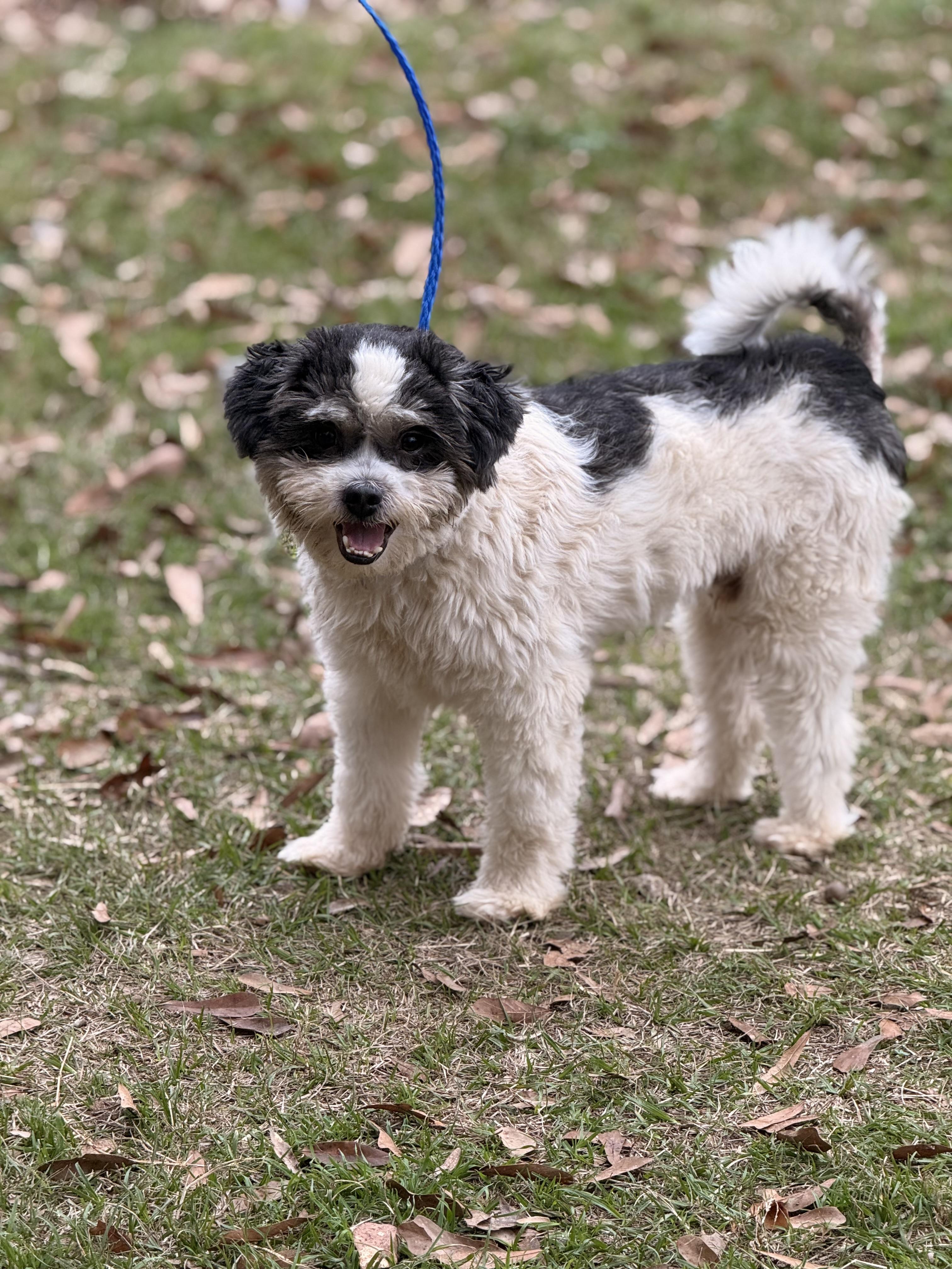 Jaffee, a ADOPTABLE mixed breed in Texarkana, TX image 6/6