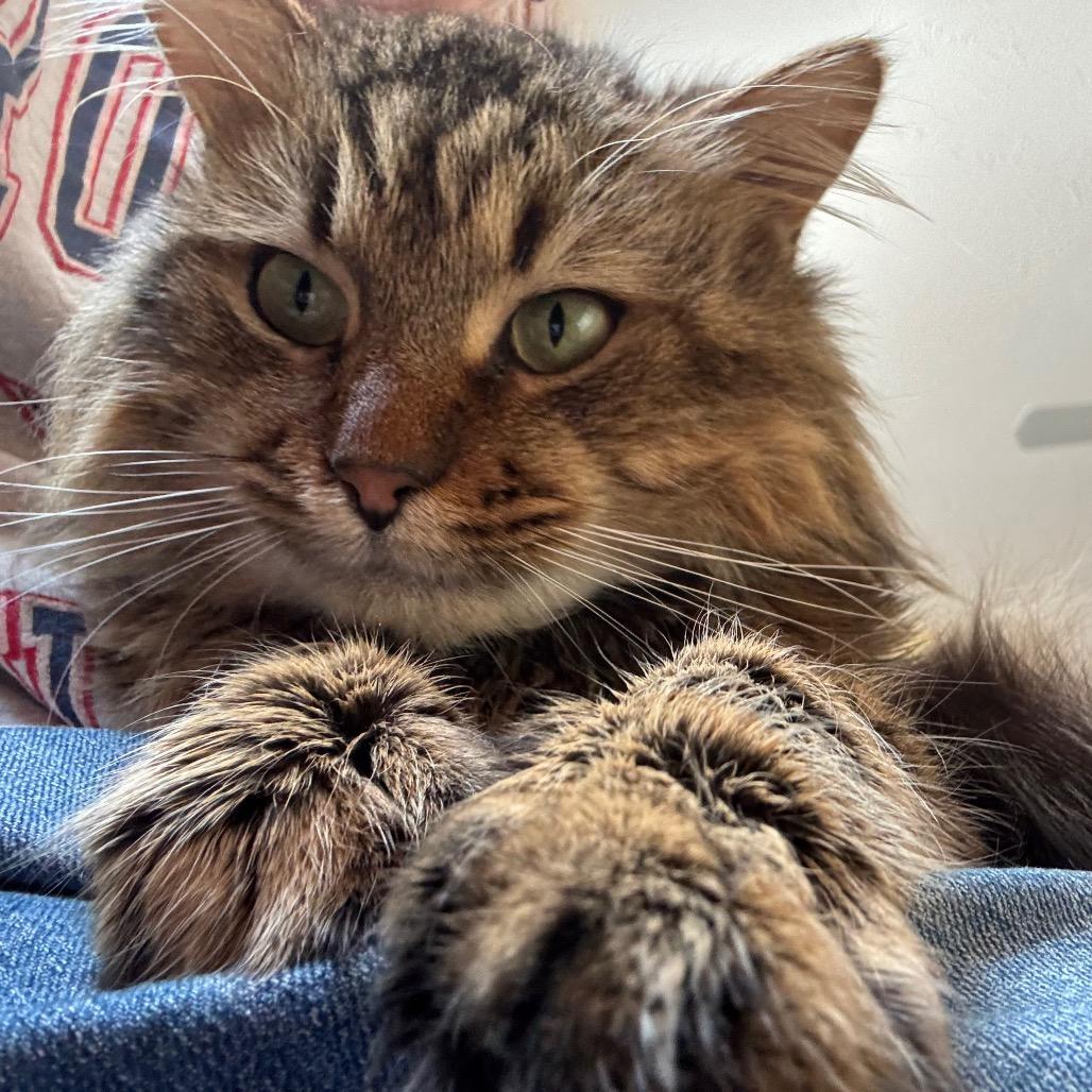 Merlin 2 — thumbnail 2