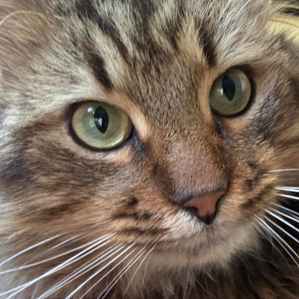 Merlin 2 — thumbnail 3