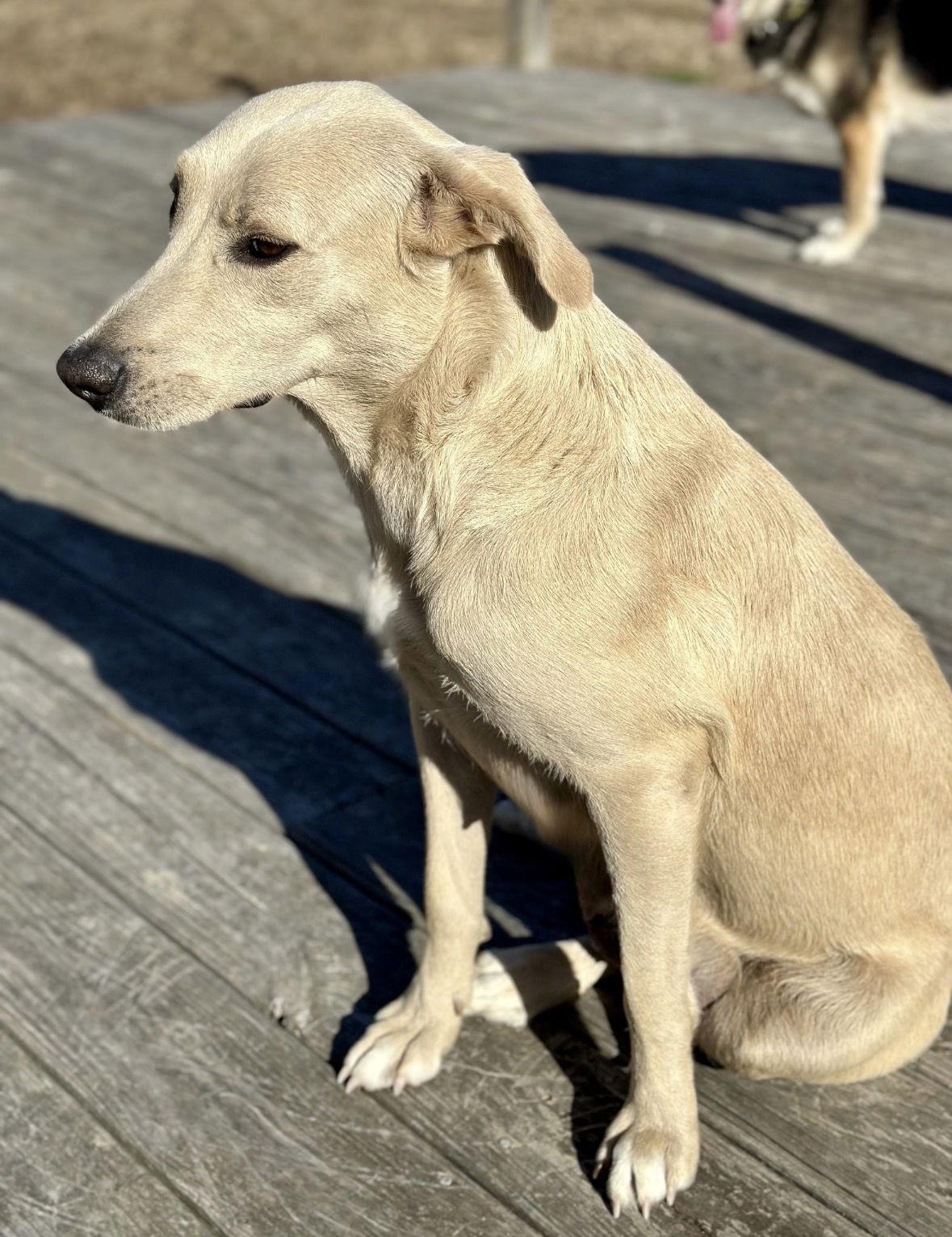 Enlarge Fanny, a Adoptable mixed breed in Mount Laurel, NJ image 3/3