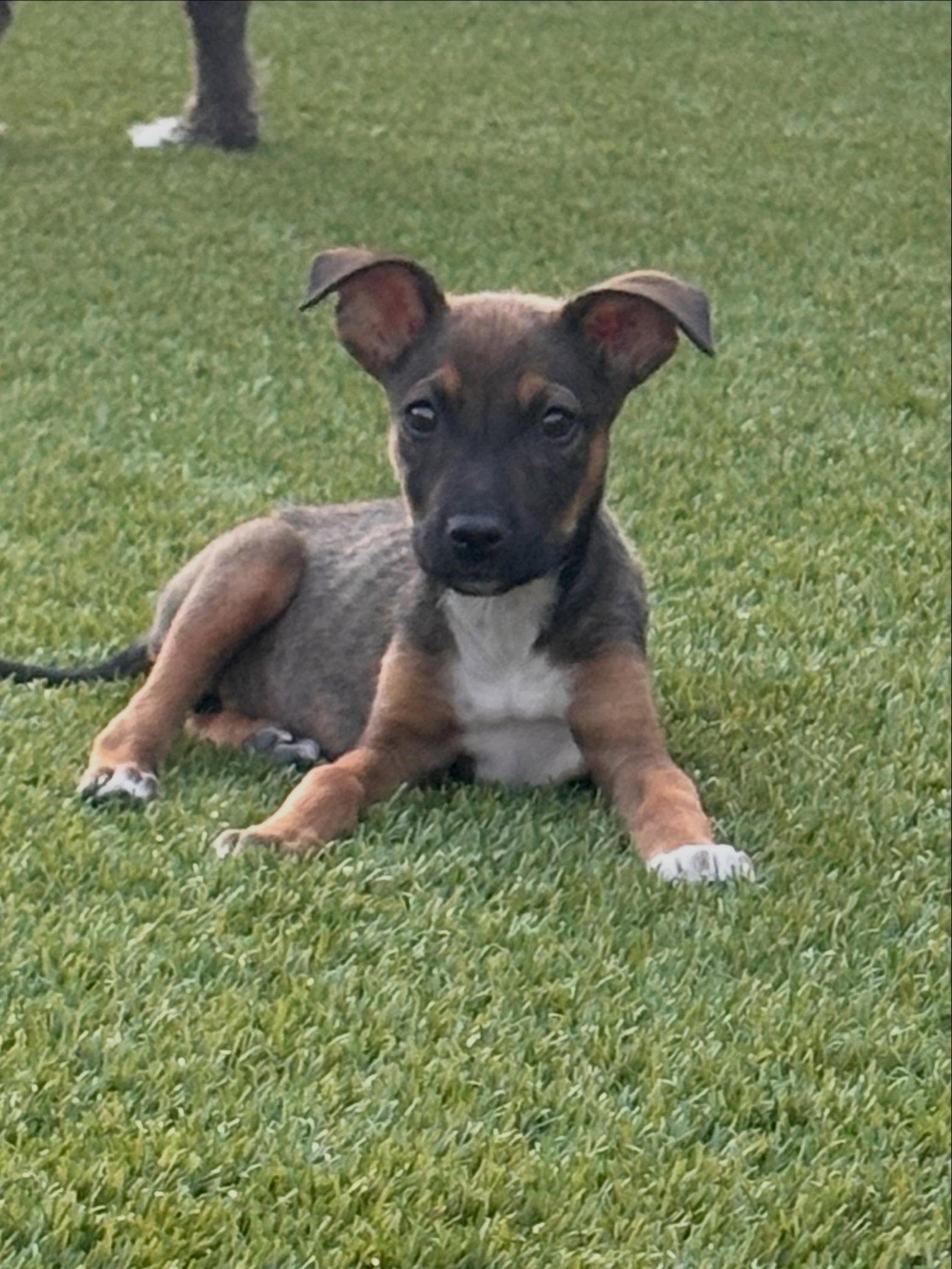 Enlarge Kuma, a Adoptable Shepherd in Queen Creek, AZ image 2/3