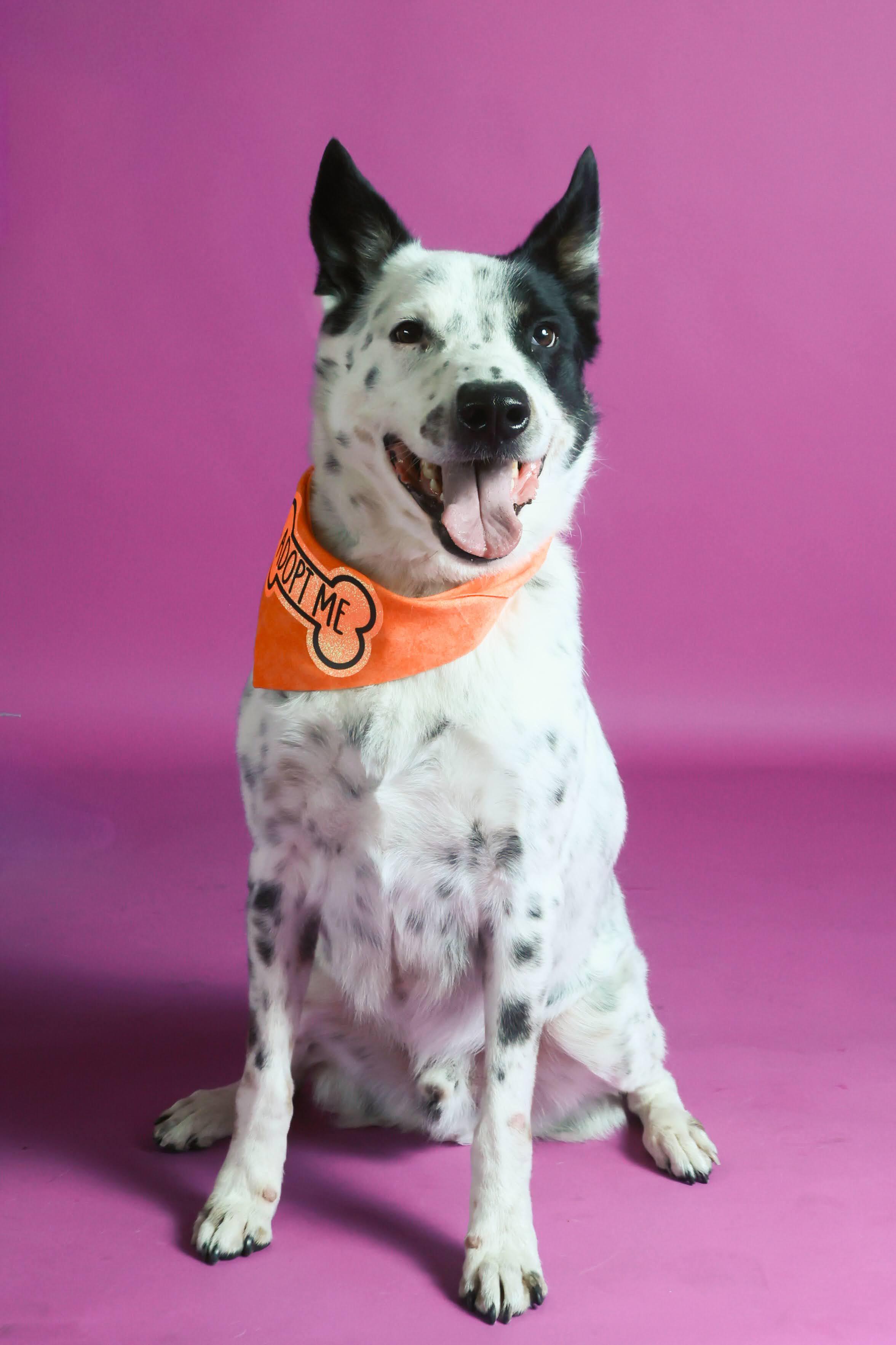 Enlarge Zuko (92179), a ADOPTABLE mixed breed in Spanish Fork, UT image 1/2