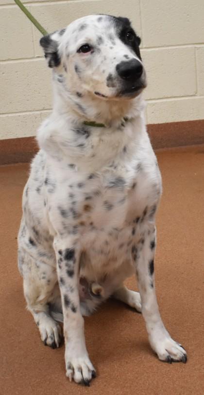 Enlarge Zuko (92179), a ADOPTABLE mixed breed in Spanish Fork, UT image 2/2