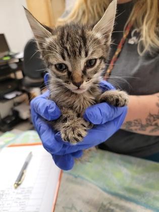 Cinnamon, Adopted, Kitten Female Domestic Short Hair.
