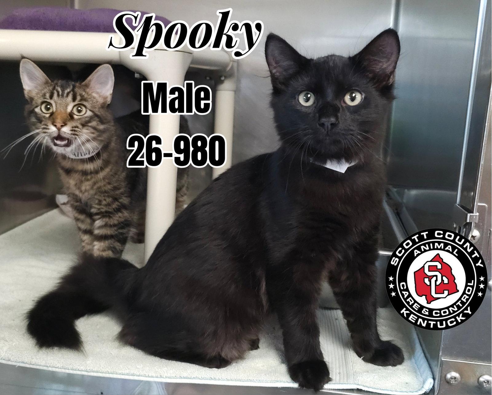 Spooky, Adoptable, Young Male Domestic Medium Hair.