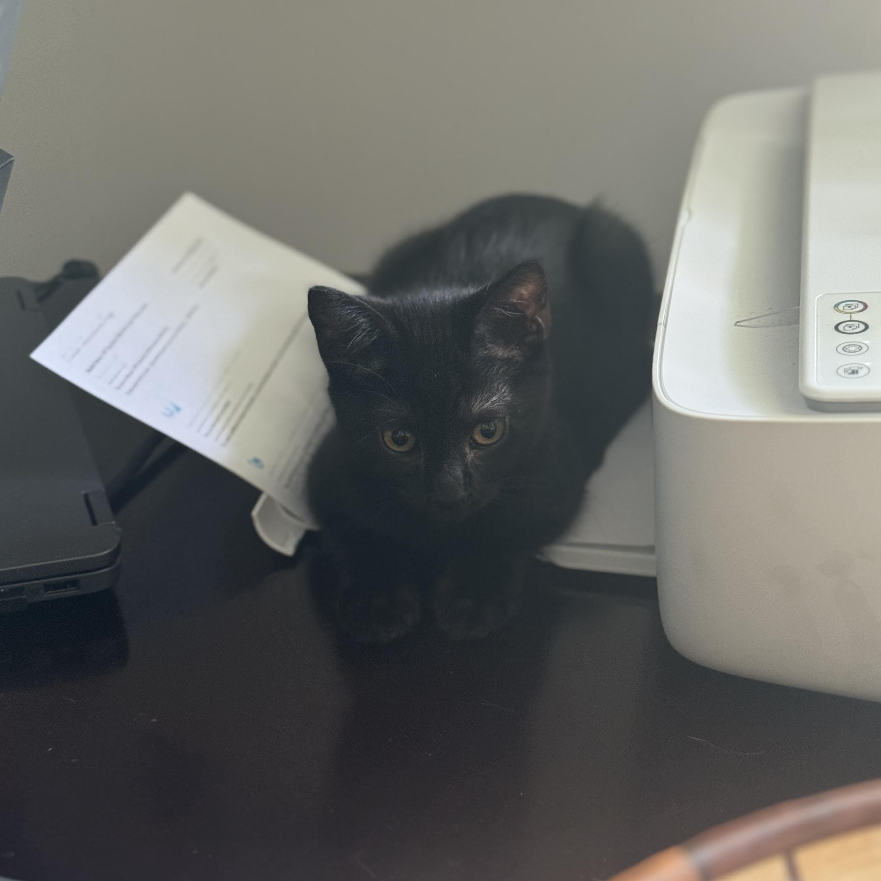 Enlarge Lavender, a Adoptable Domestic Short Hair in Smyrna, GA image 4/6