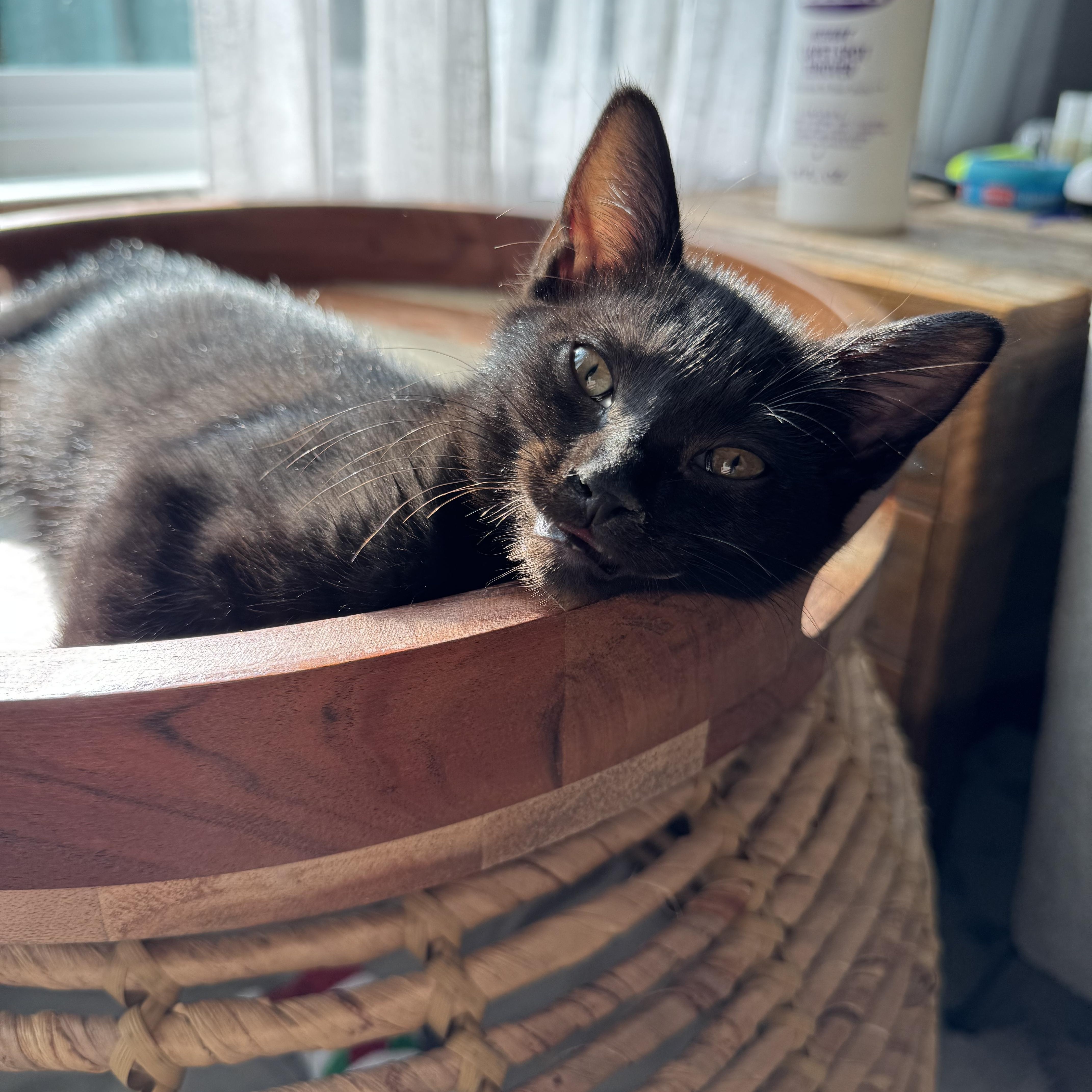 Enlarge Lavender, a Adoptable Domestic Short Hair in Smyrna, GA image 6/6