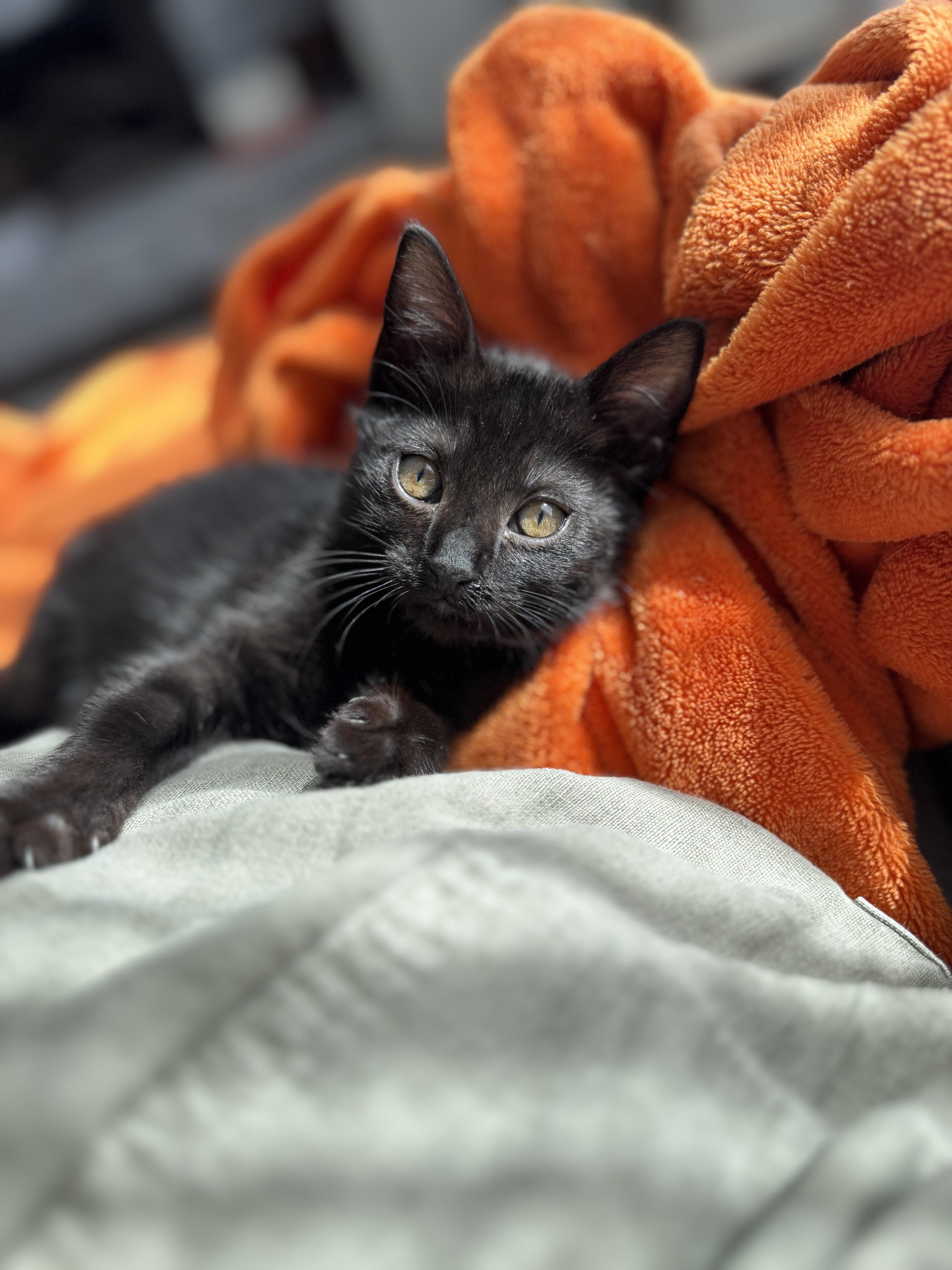 Enlarge Lavender, a Adoptable Domestic Short Hair in Smyrna, GA image 1/6