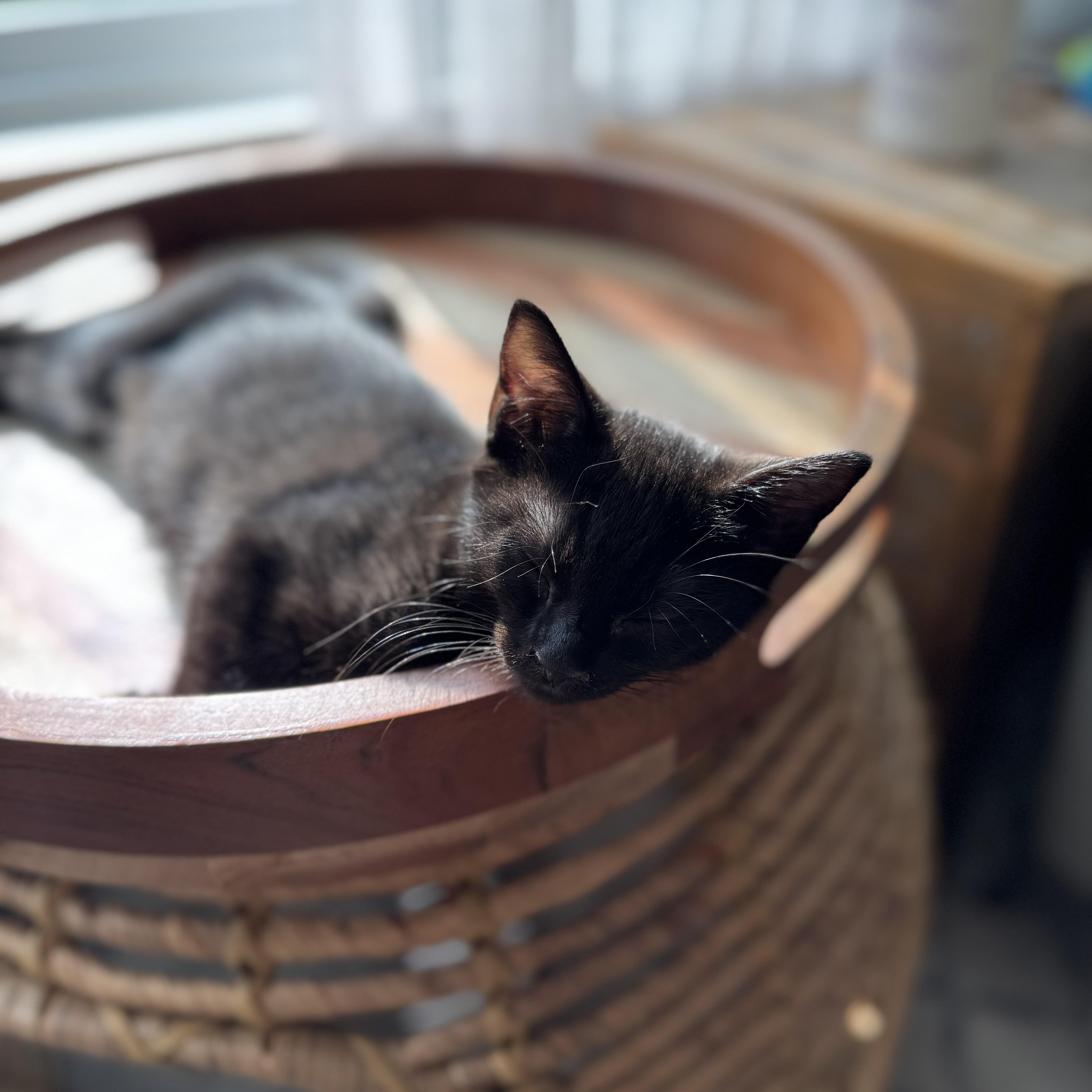 Enlarge Lavender, a Adoptable Domestic Short Hair in Smyrna, GA image 3/6