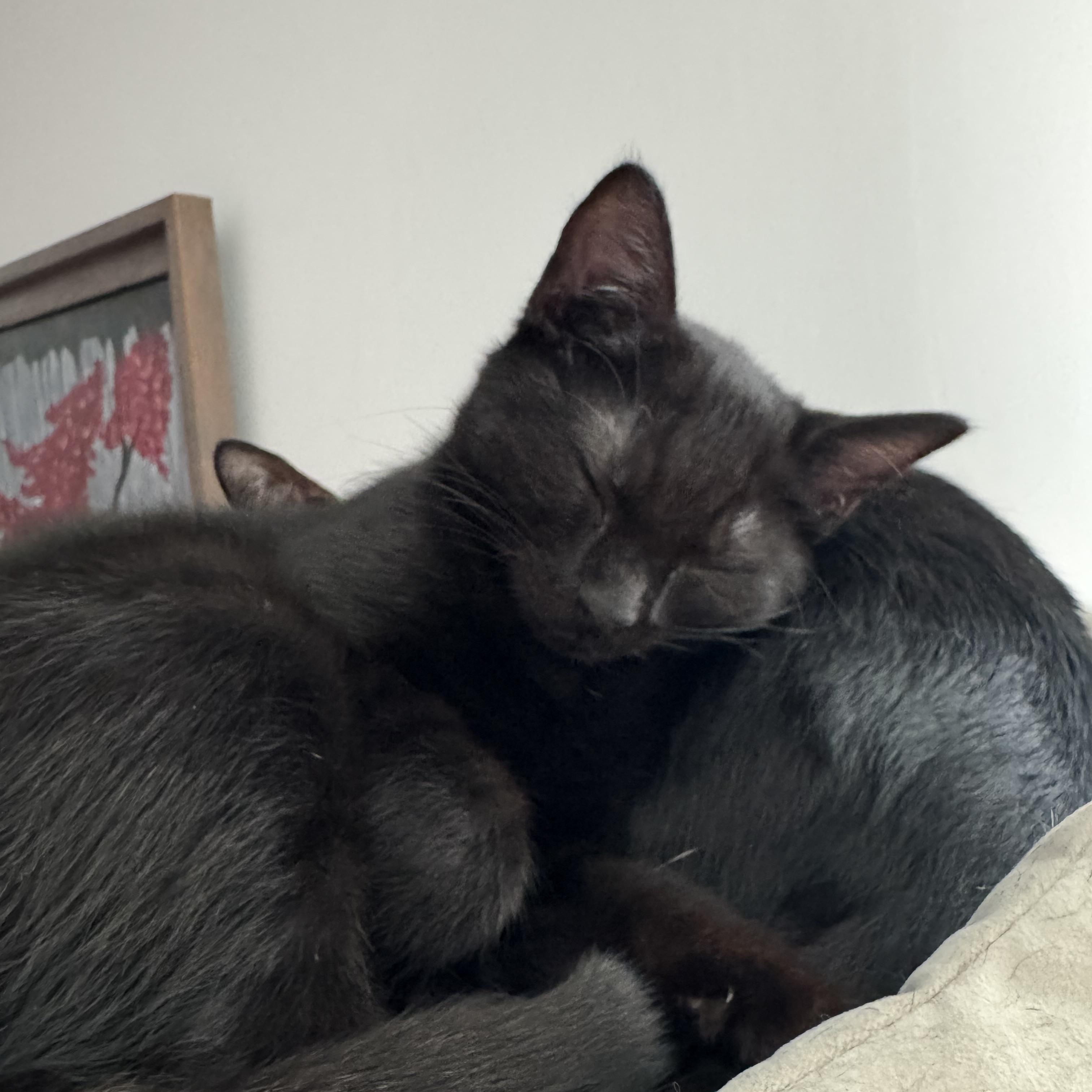 Enlarge Lavender, a Adoptable Domestic Short Hair in Smyrna, GA image 2/6