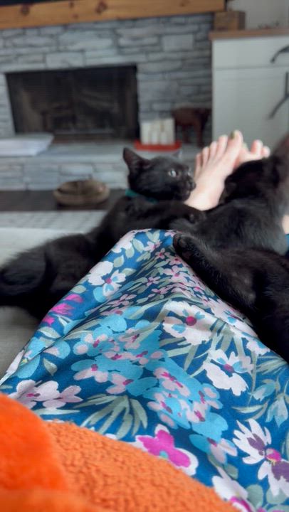 Enlarge Lavender, a Adoptable Domestic Short Hair in Smyrna, GA video 5/6