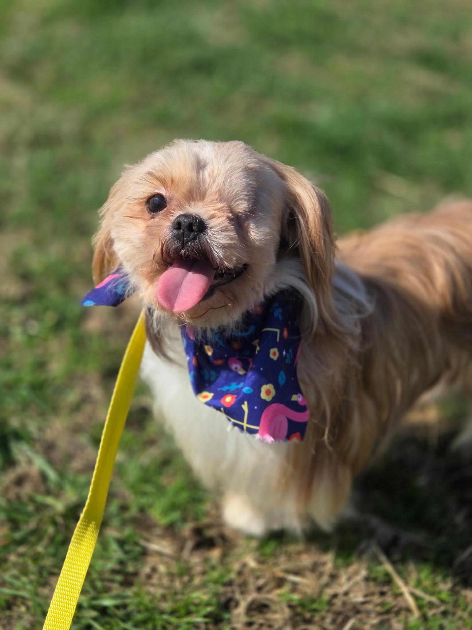 Penelope, adopted, Adult Female Shih Tzu.